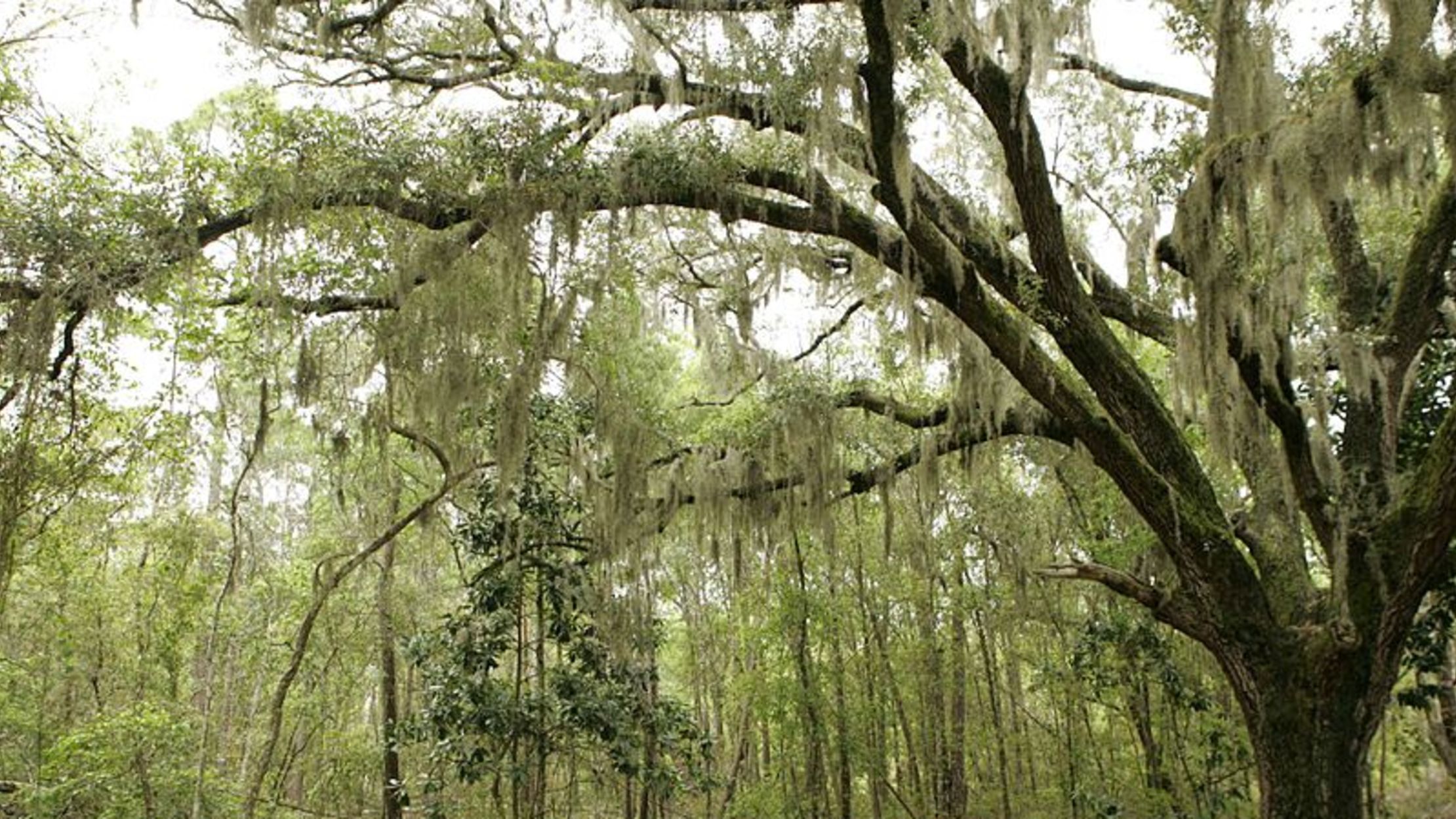 10 Things You Should Know About Spanish Moss Mental Floss