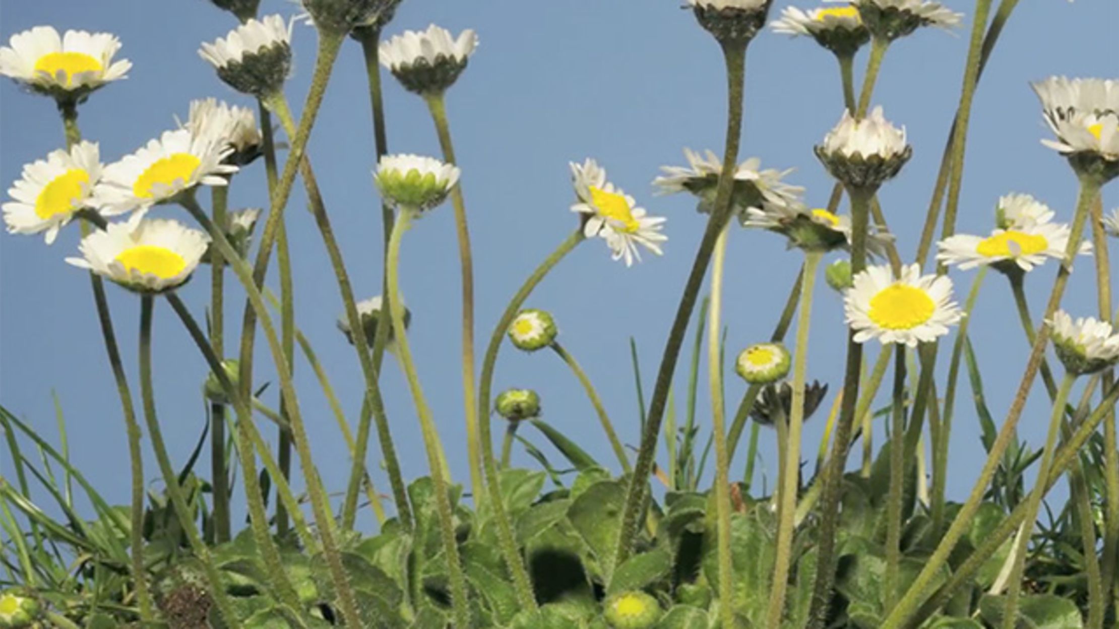 Timelapse Blooming Daisies Mental Floss