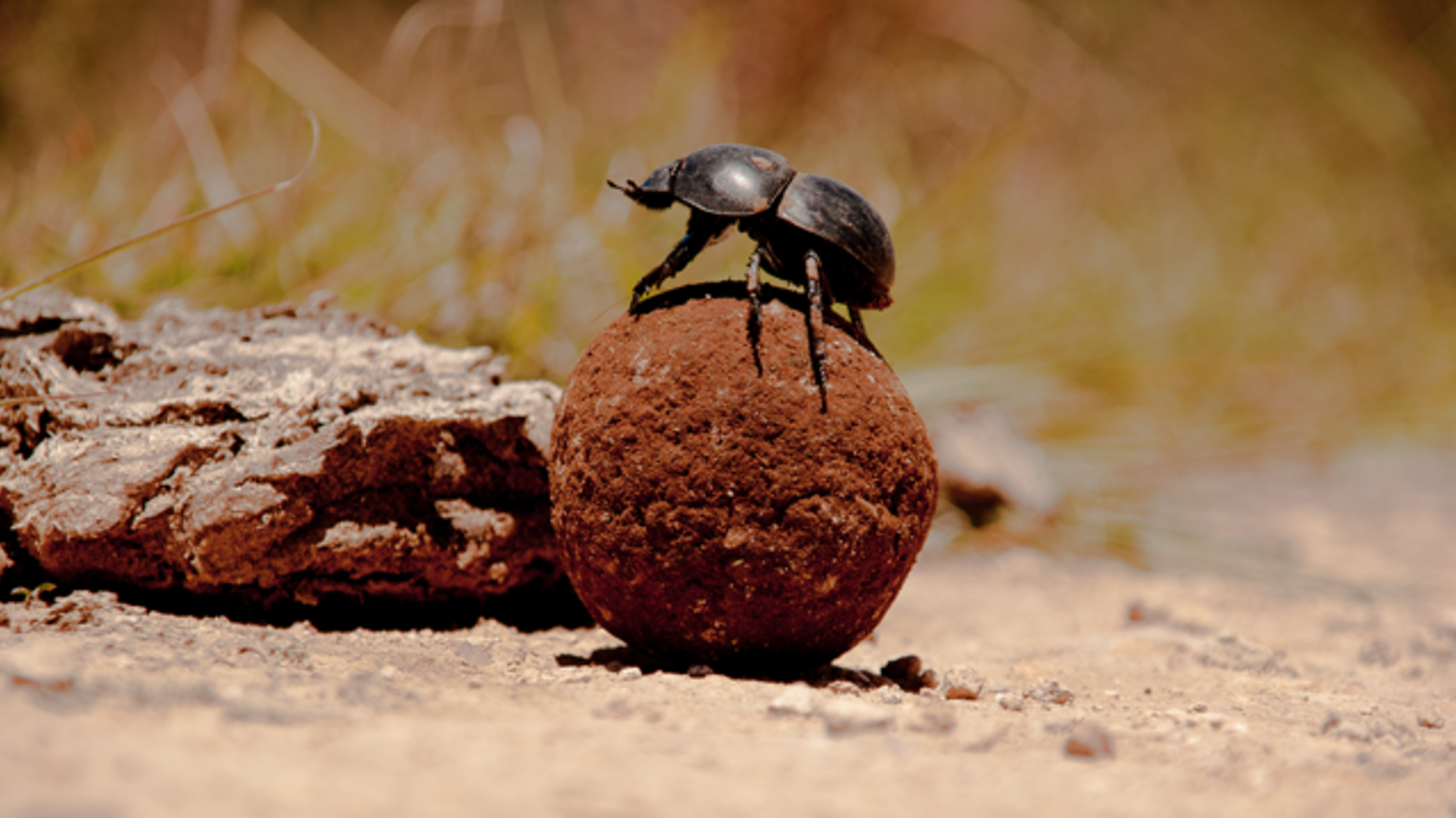 Dung Beetles Use the Milky Way for Navigation | Mental Floss