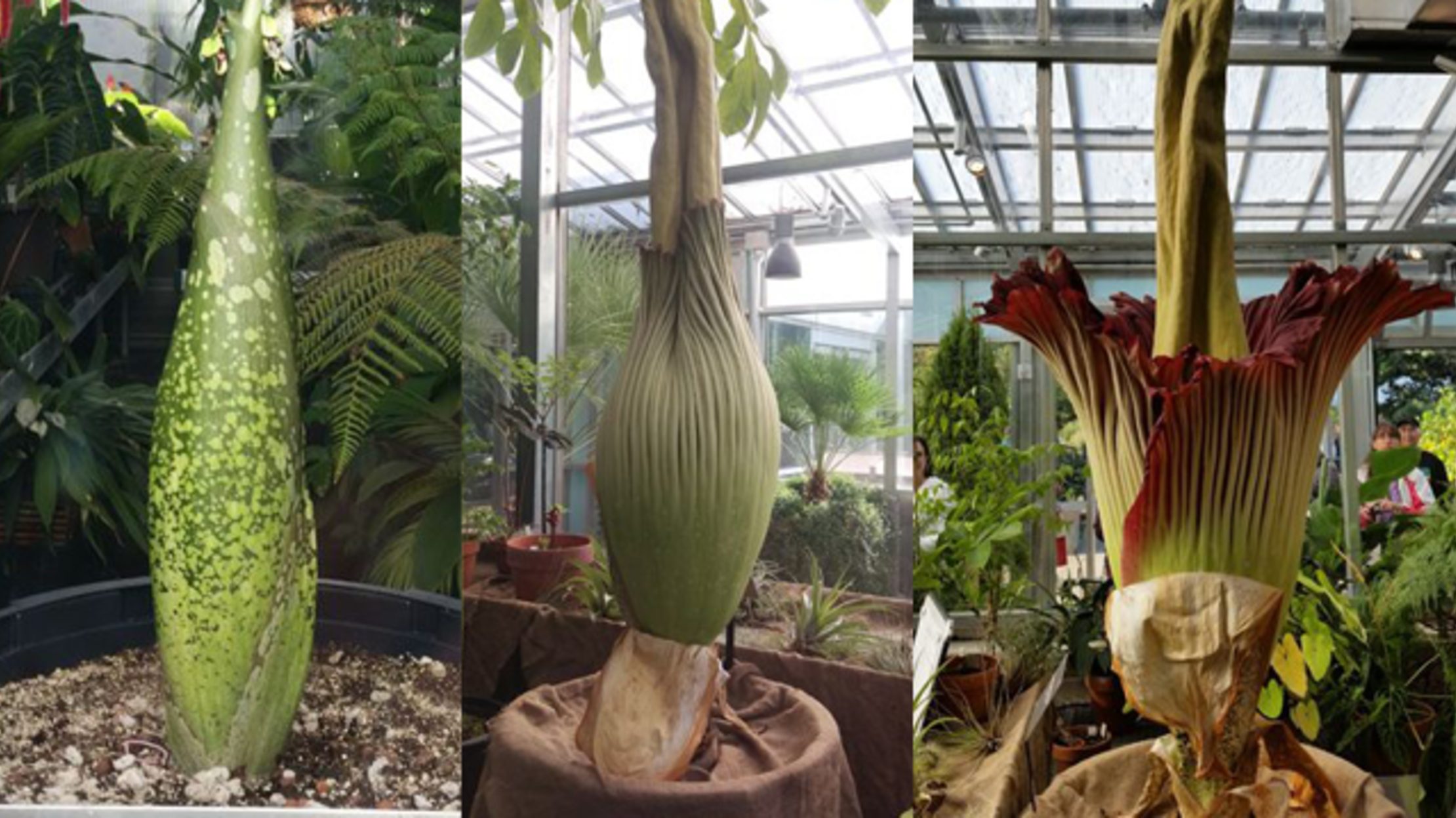 Watch the Rare Bloom of a Corpse Flower Mental Floss