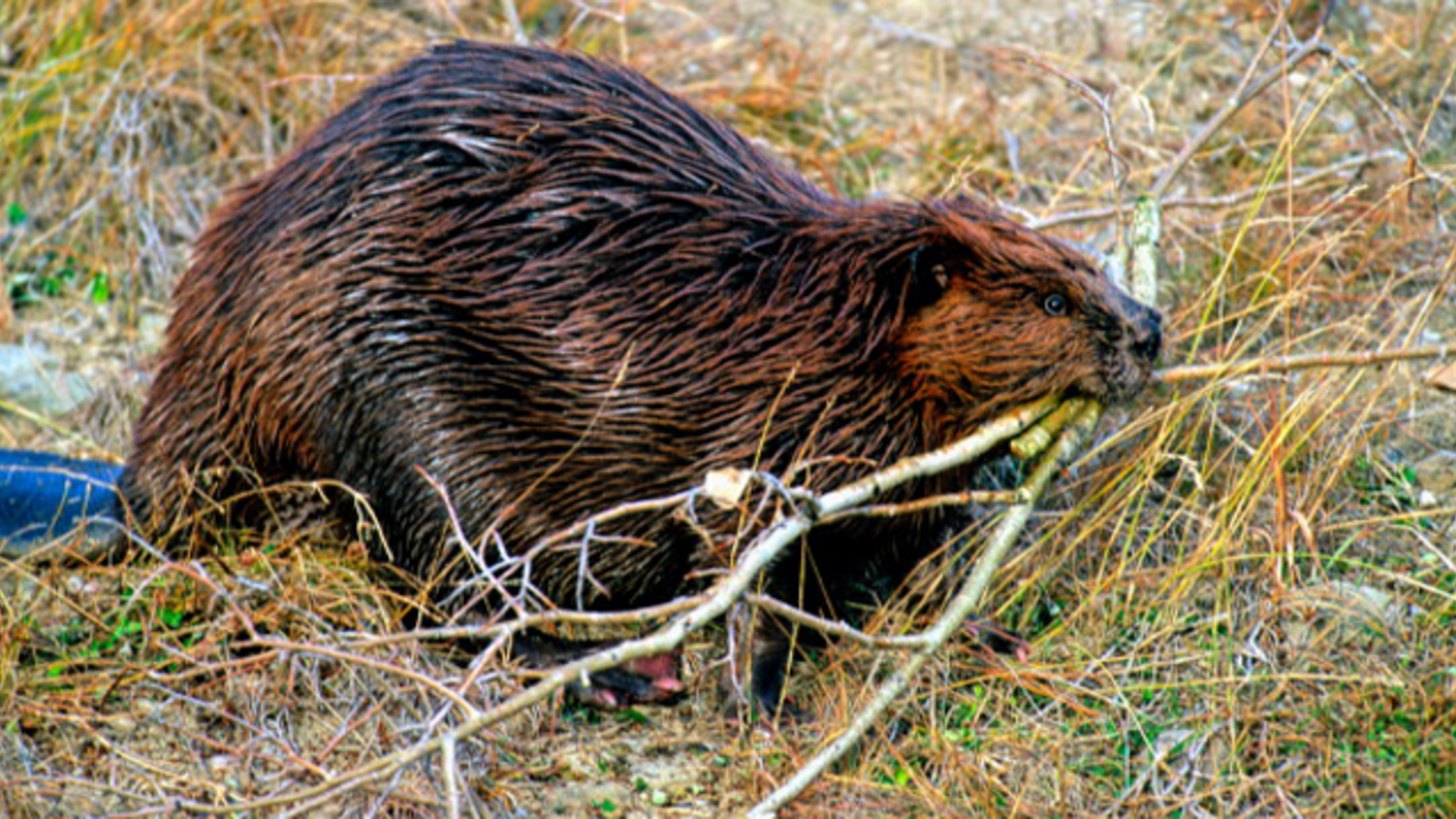 The Sound of Running Water Puts Beavers in the Mood to Build | Mental Floss