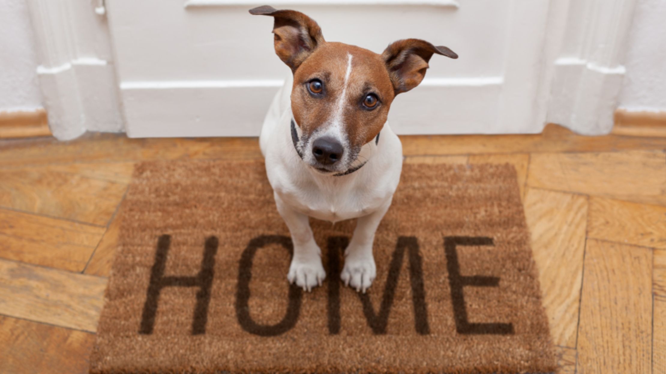 10 Energetic Facts About The Jack Russell Terrier Mental Floss