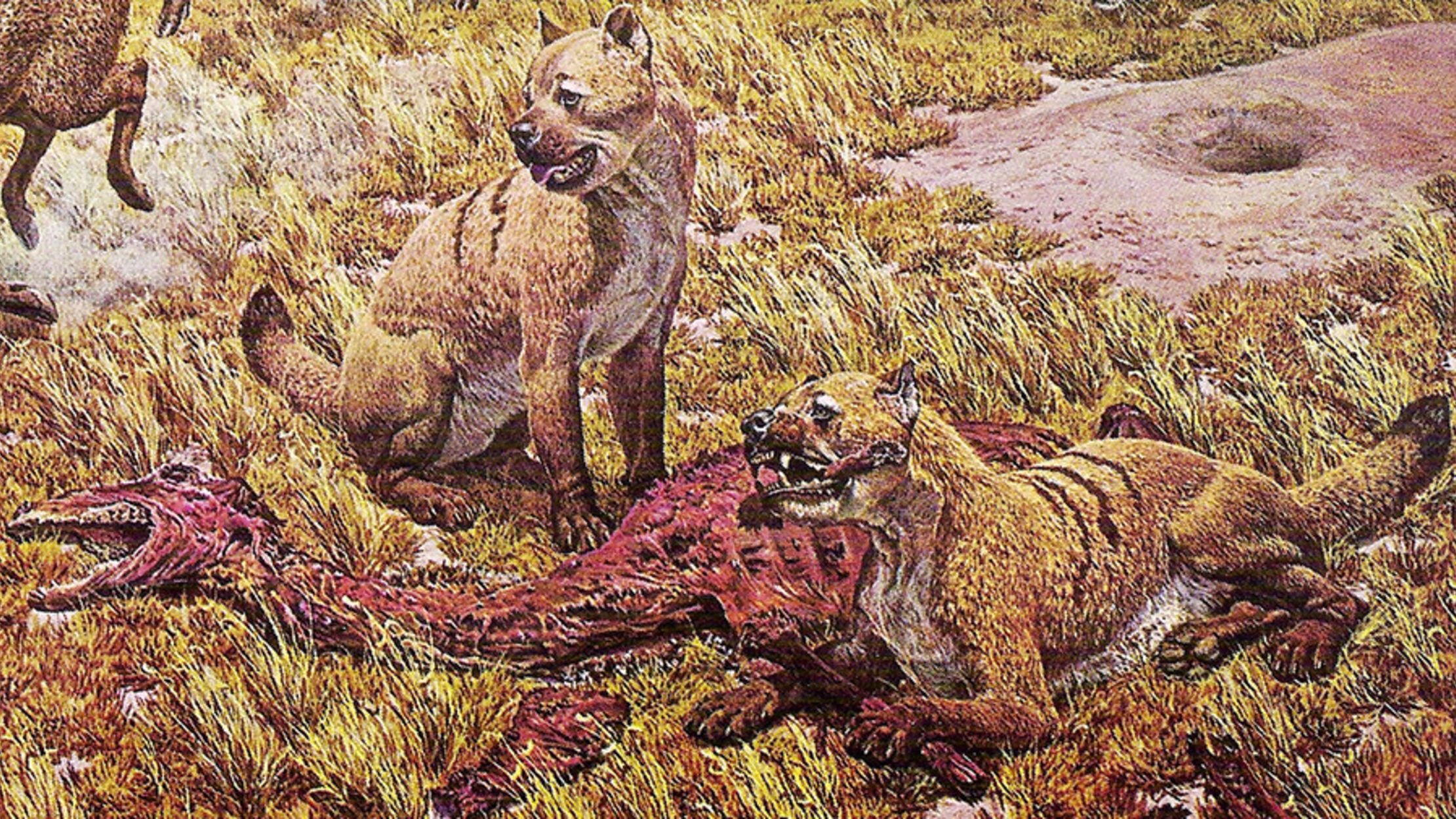 Cats Helped Drive Some Early Dogs In North America To Extinction