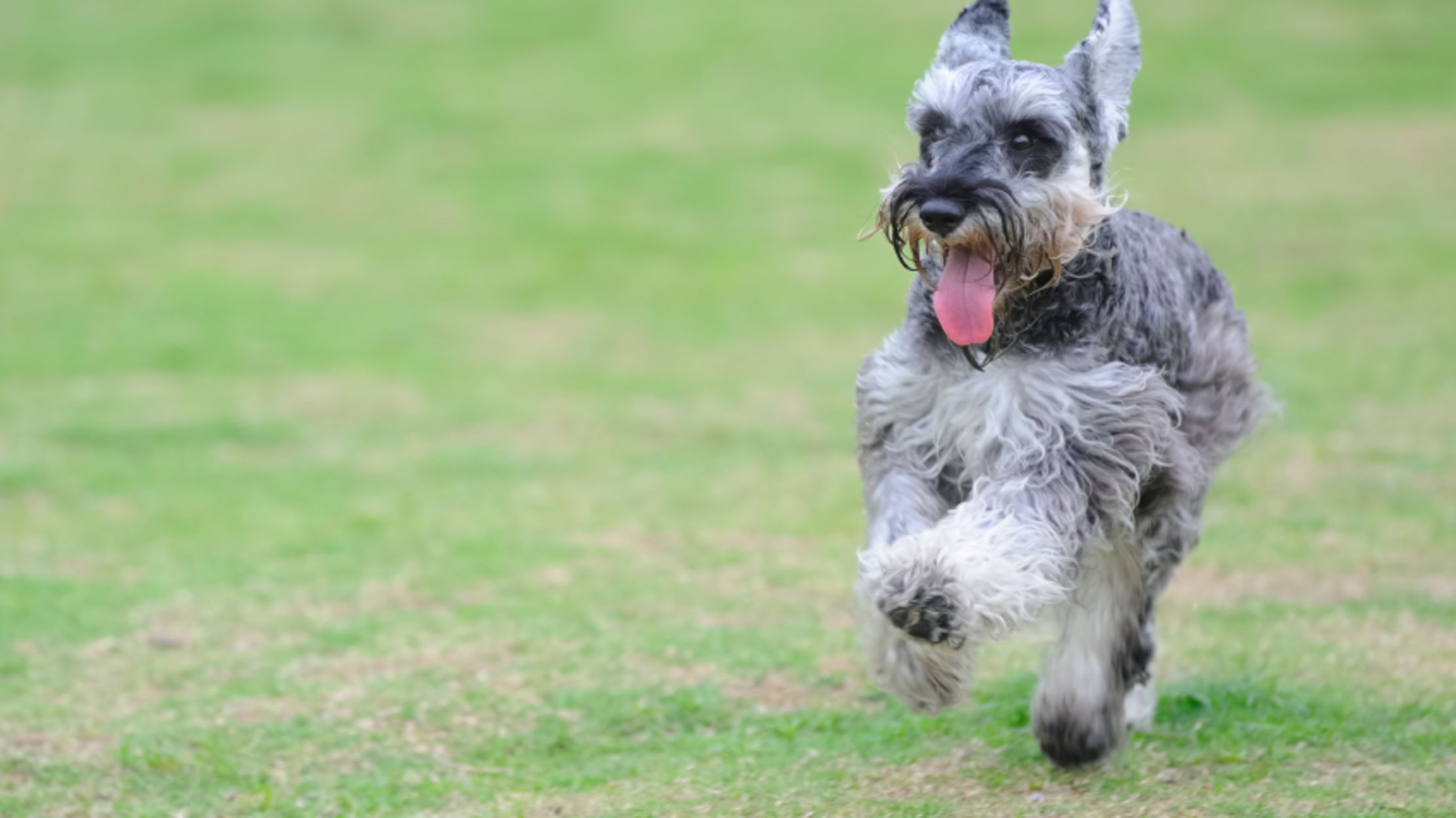 10 Gentlemanly Facts About The Miniature Schnauzer Mental Floss