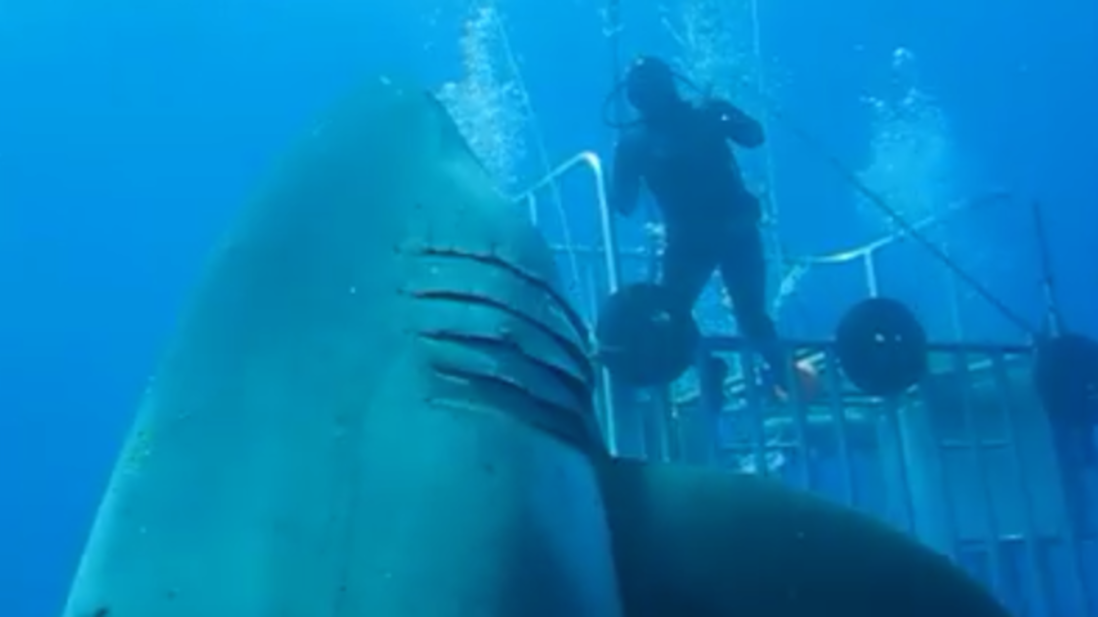 This Could Be The Biggest Shark Ever Caught On Camera | Mental Floss