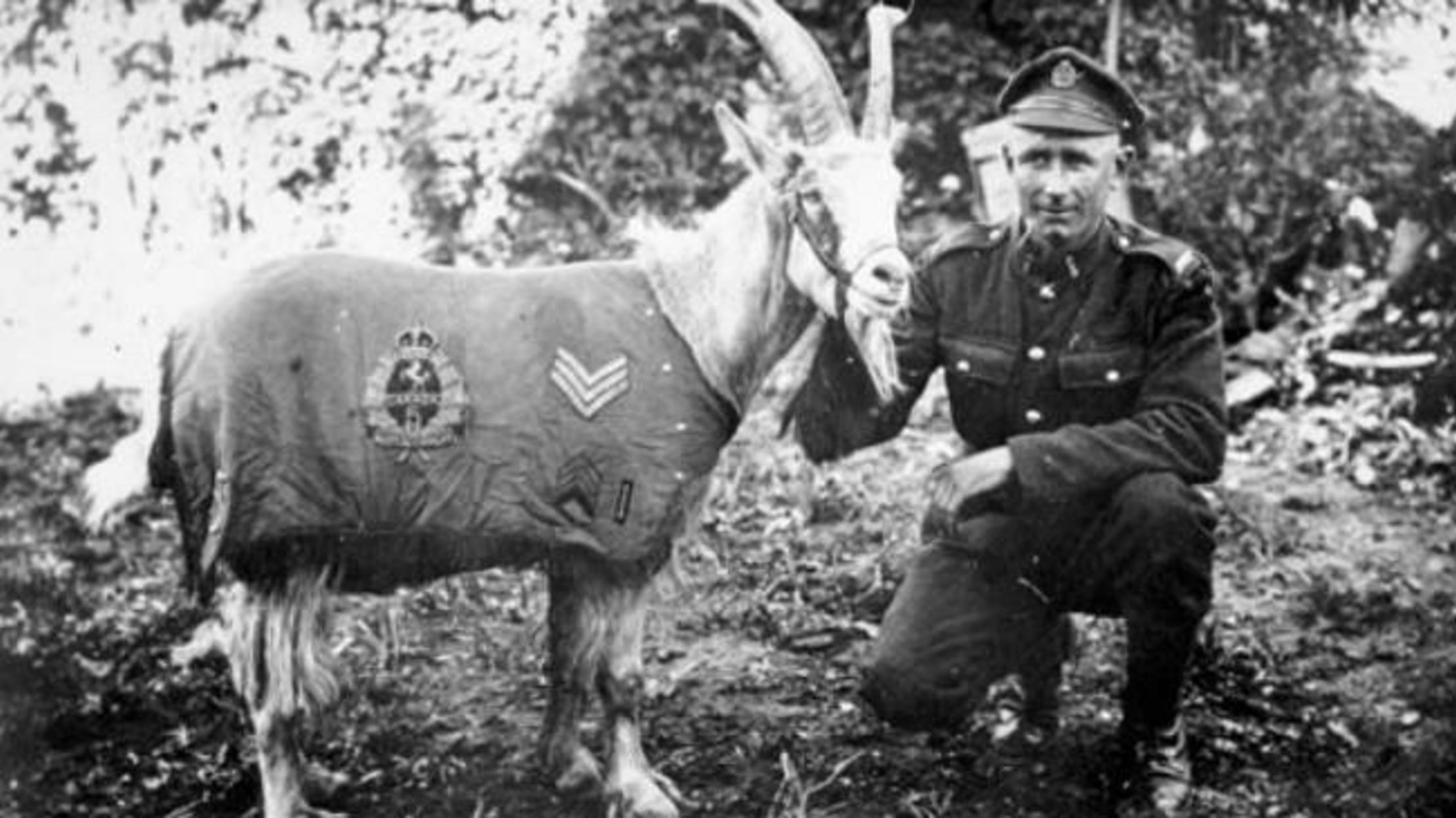 8 War Heroes That Were Real Animals | Mental Floss