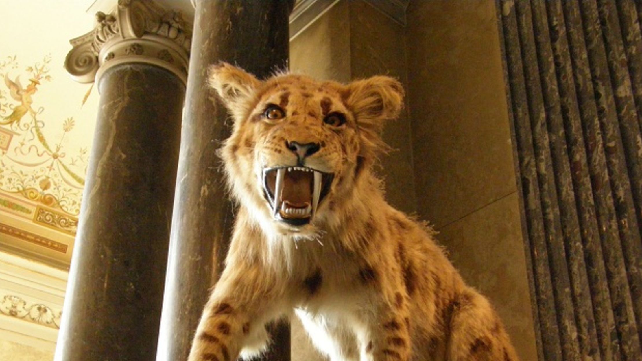 10 Fun Facts About Saber Toothed Cats Mental Floss