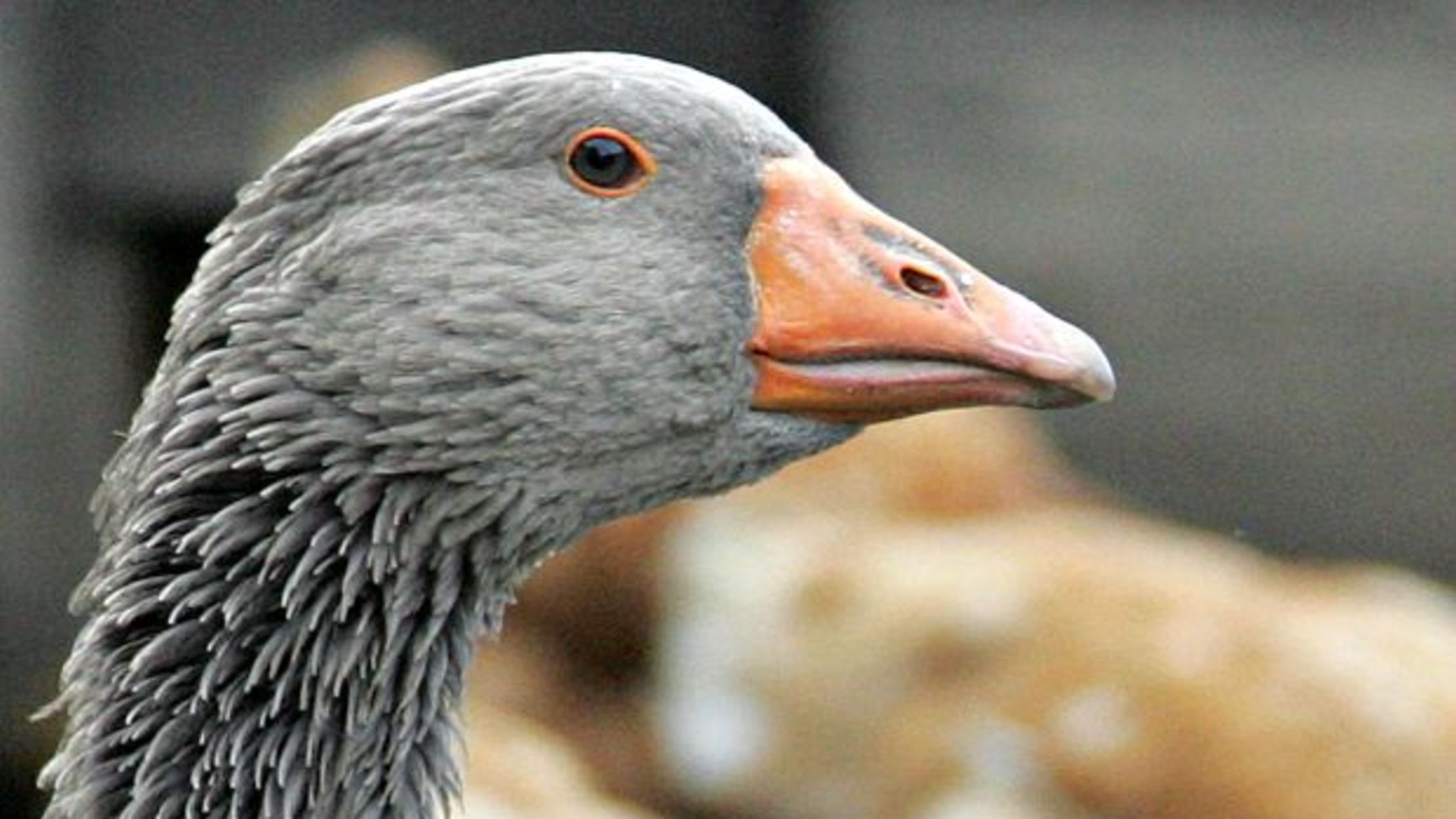 falcon goose goose duck