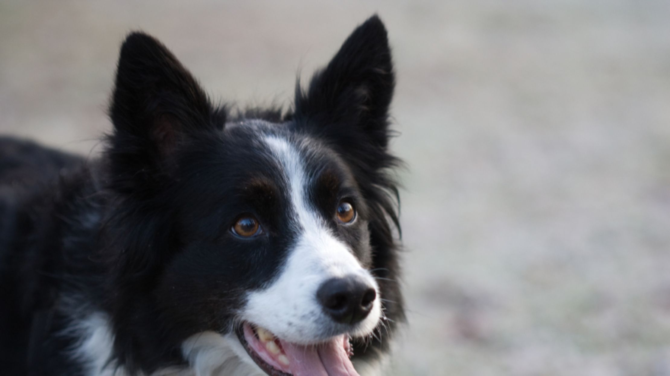 small collie breed