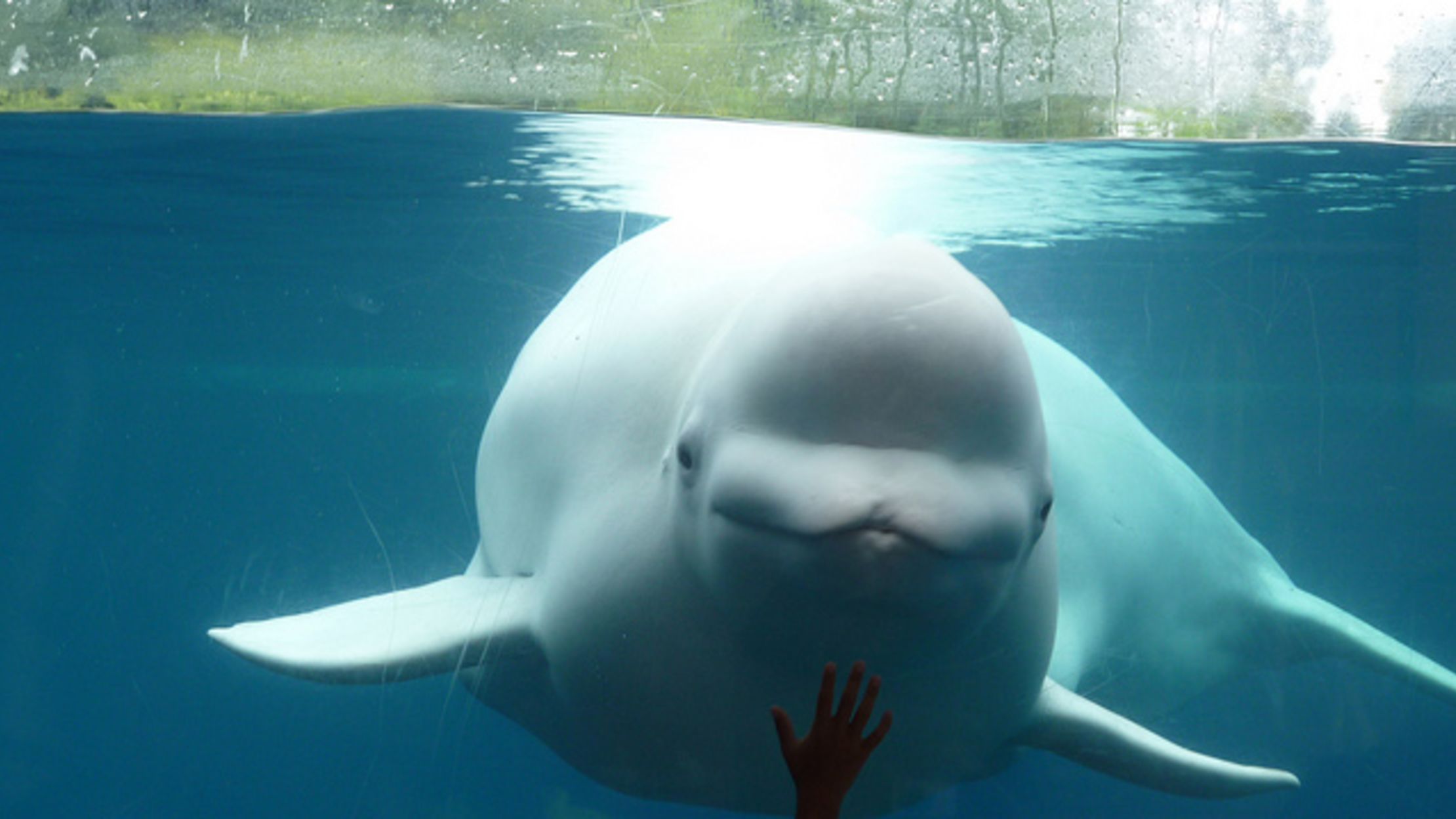 Dolphin Dolphin