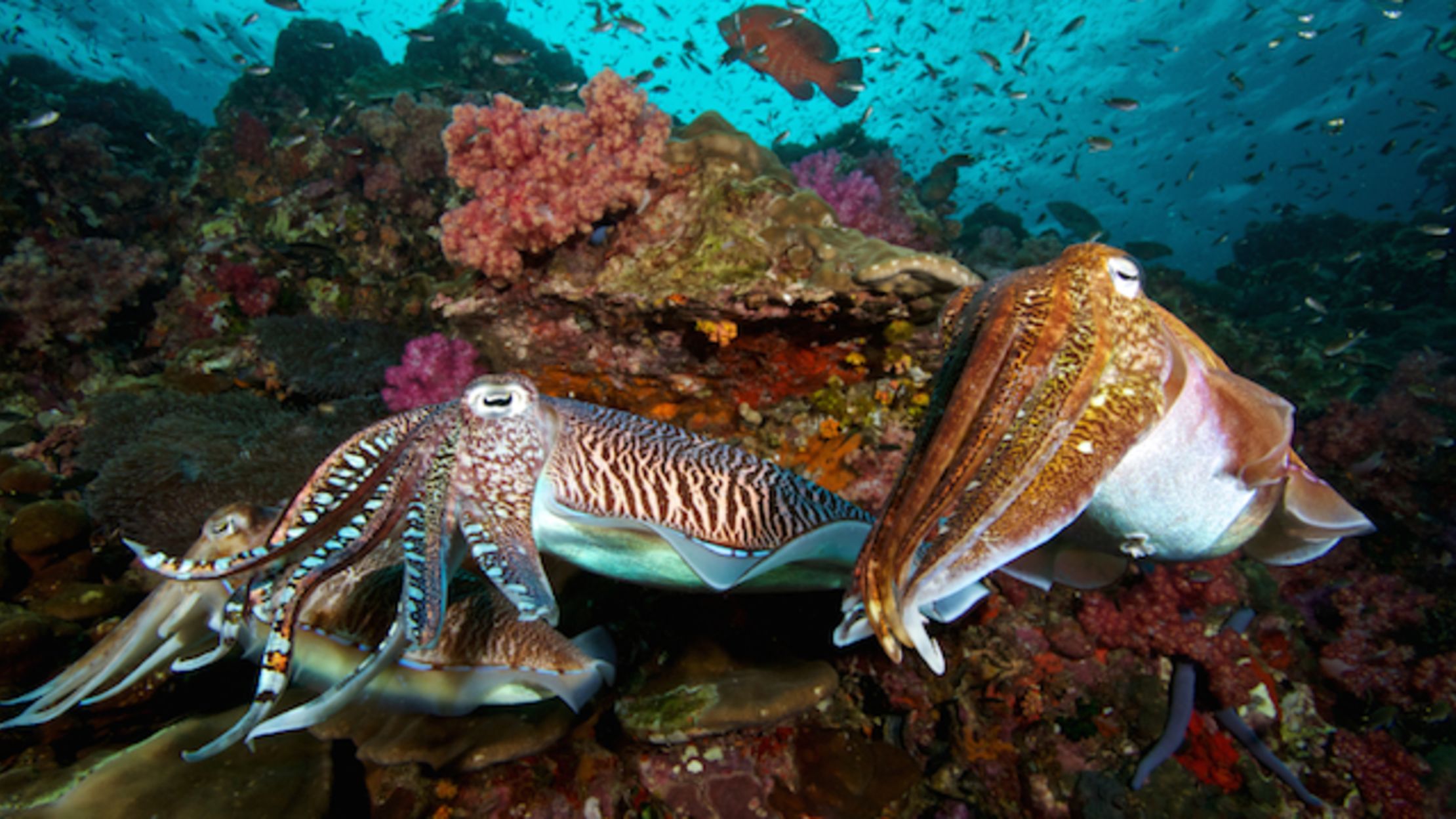 10 Colorful Facts About Cuttlefish Mental Floss