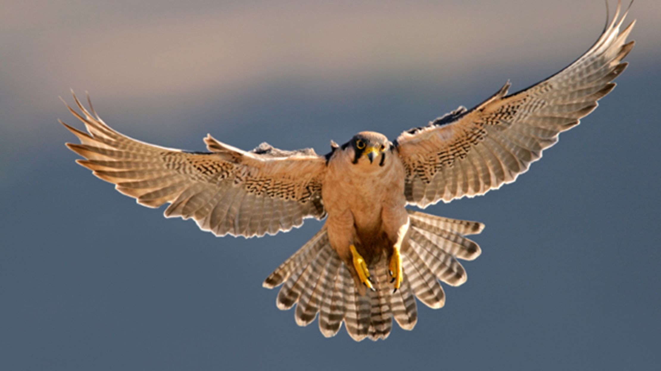 falcon_header.jpg?itok=blTAKU1X
