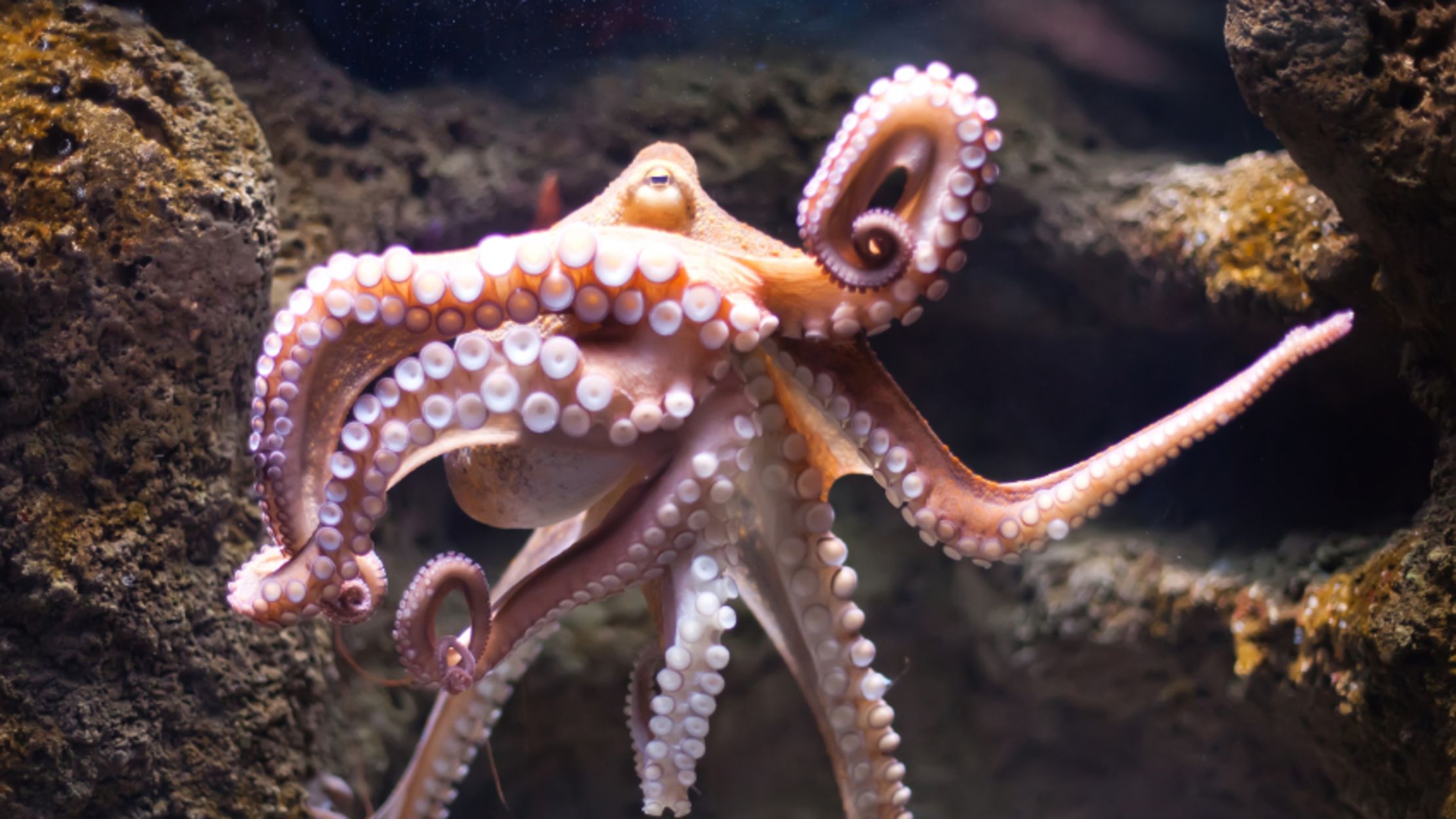 octopus plural
