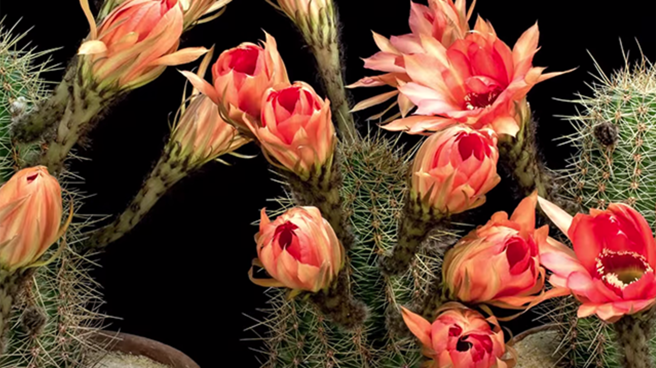 Incredible Timelapses Of Flowering Cacti Mental Floss 7953