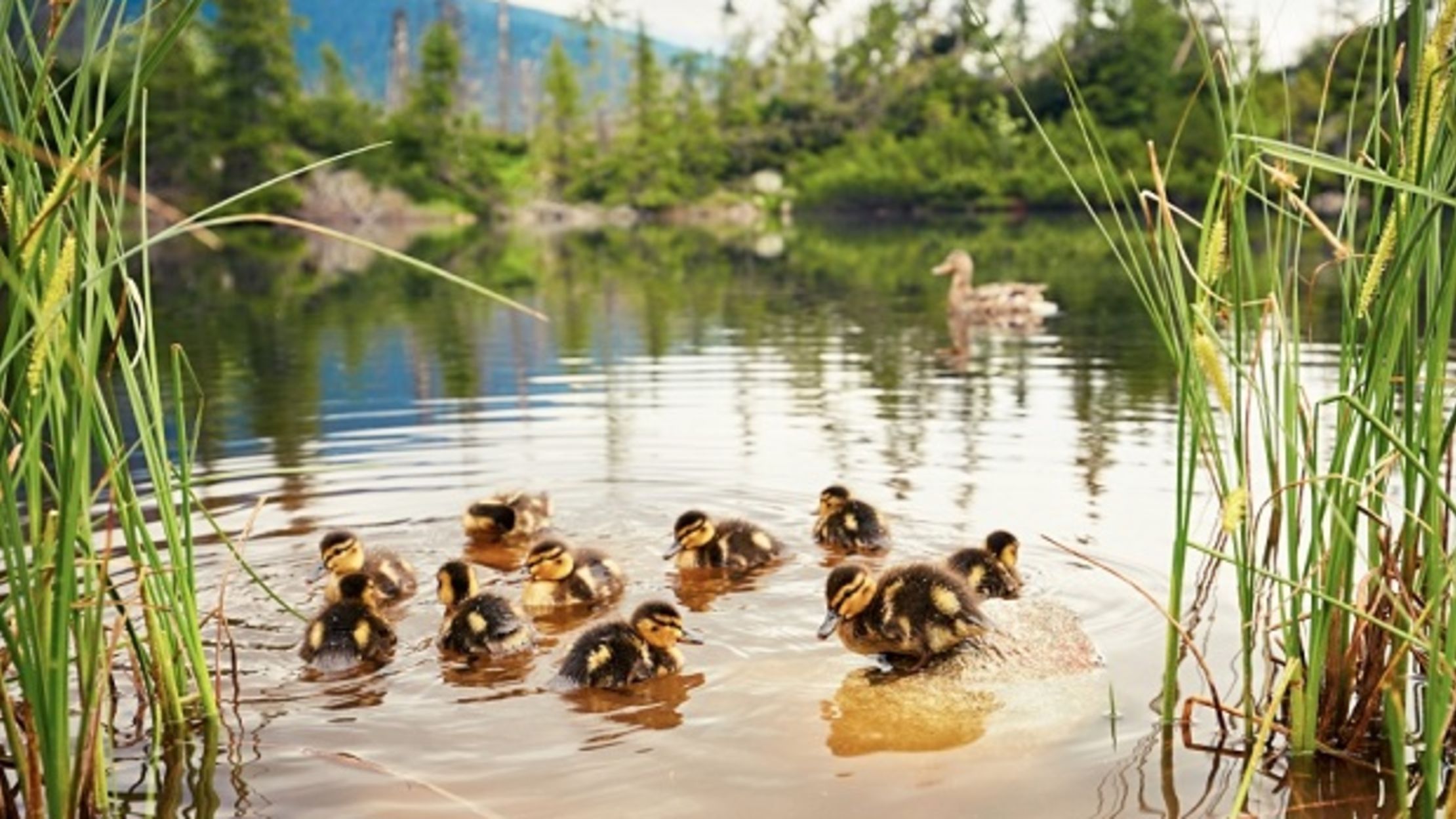 10 Delightful Duck Facts Mental Floss