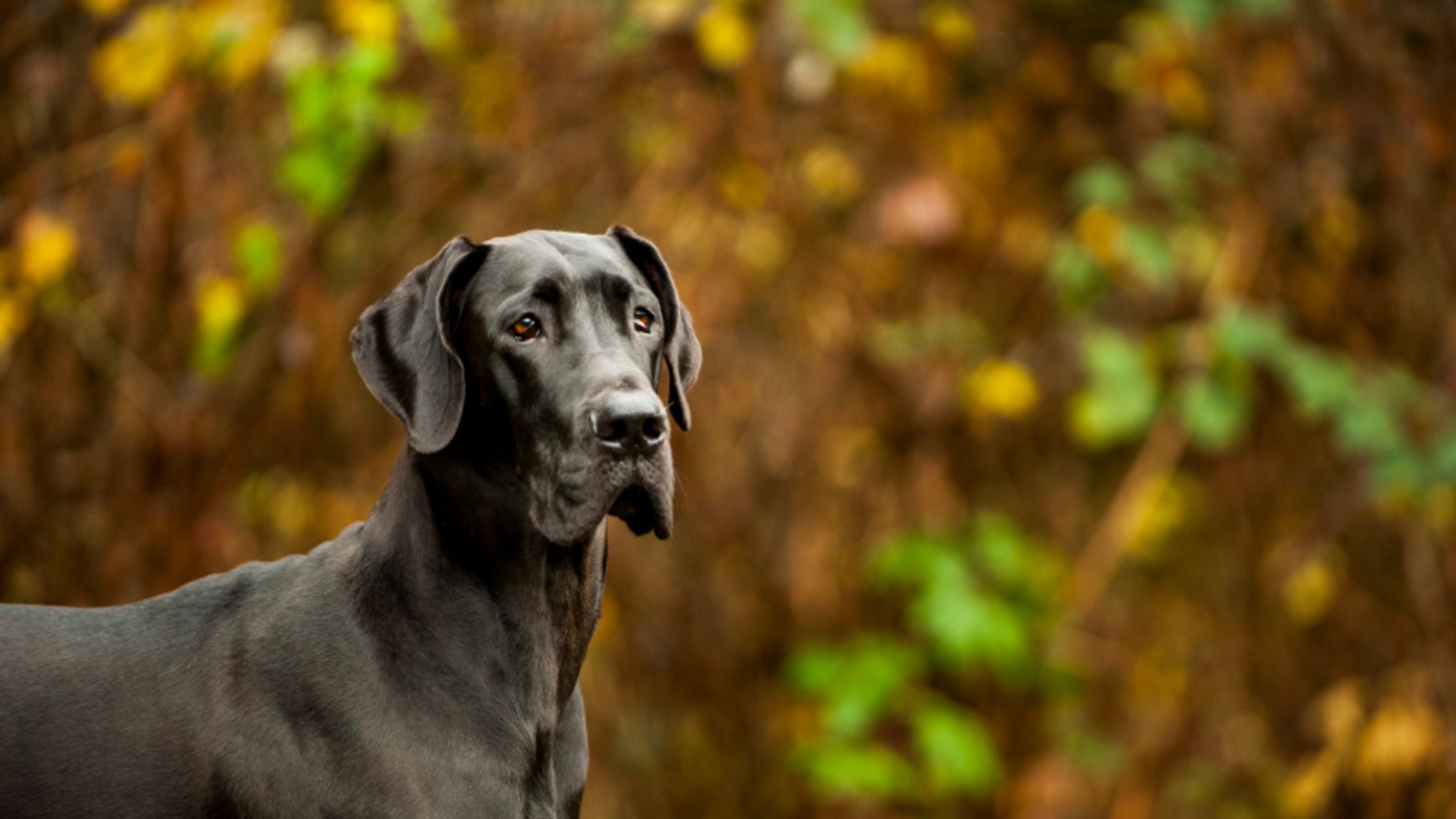 10 Mighty Facts About Great Danes 