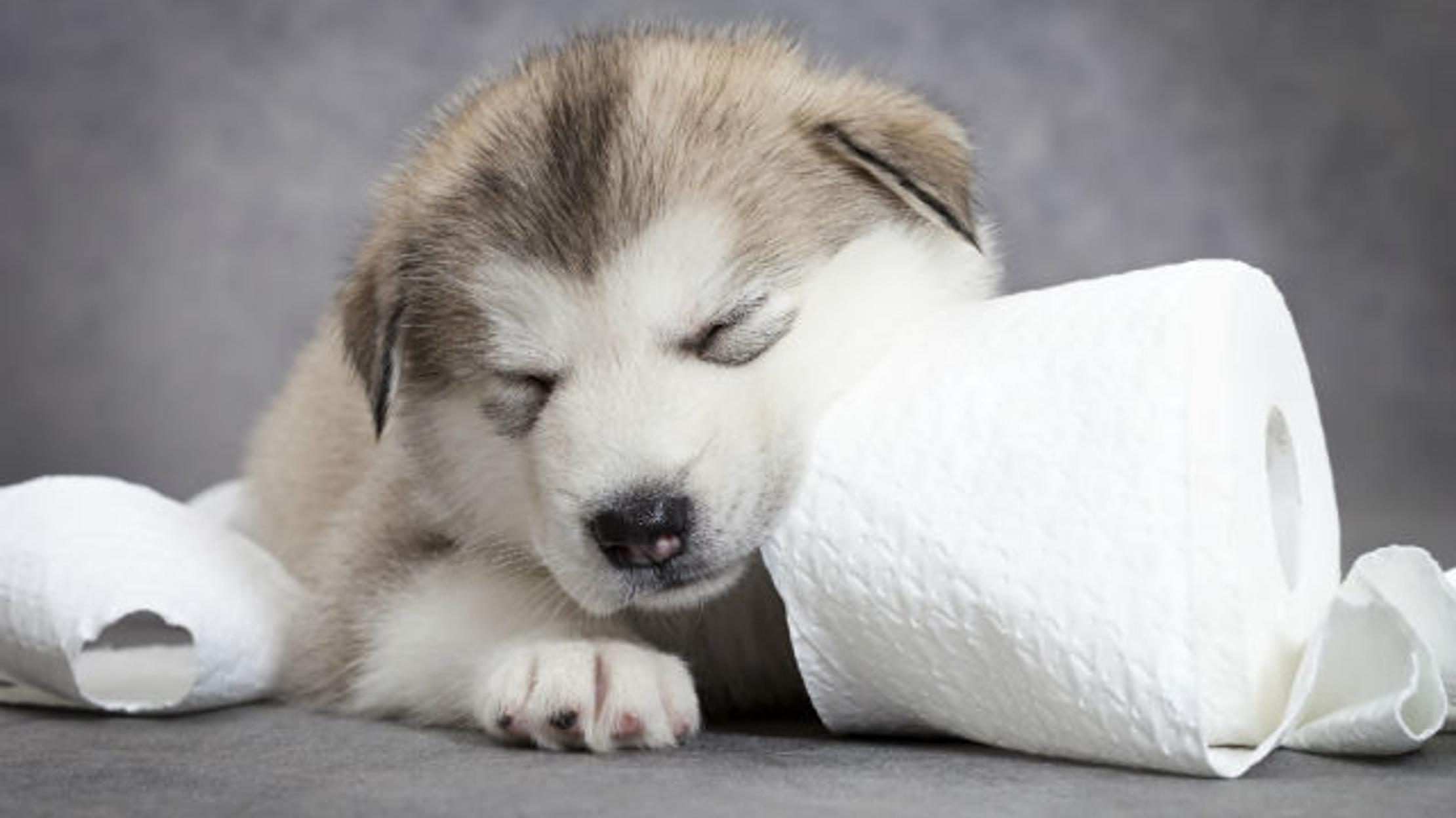 Why Do Dogs Eat Poop Mental Floss