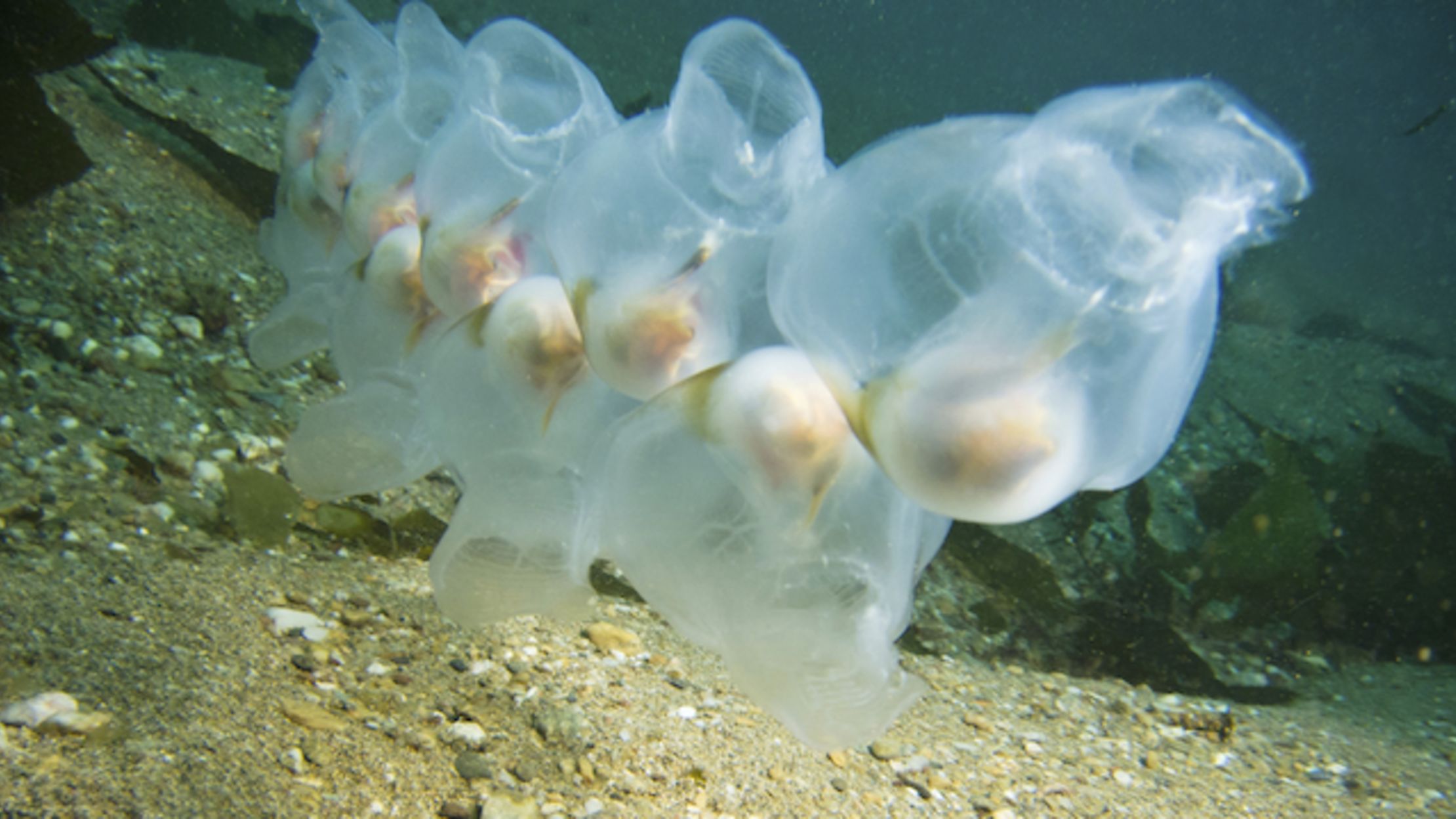These Gelatinous Blobs Clone Themselves—and Fight Climate Change