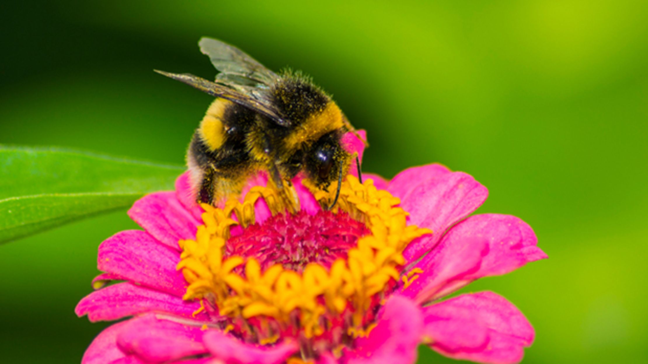 Download 15 Buzzworthy Facts About Bumblebees | Mental Floss