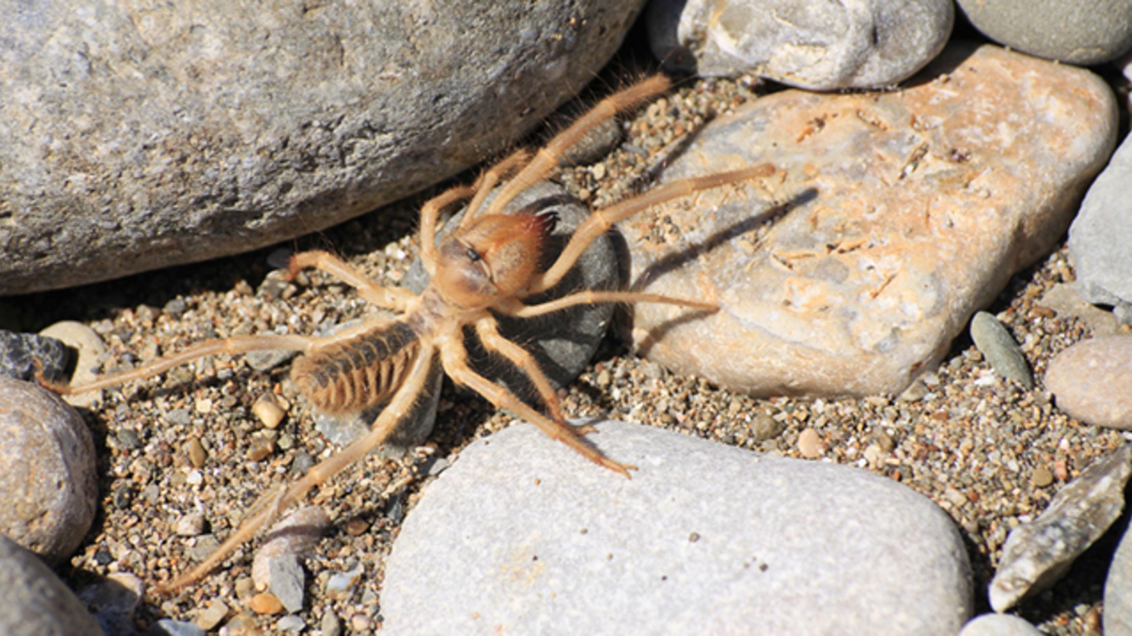 15 Arachnophobic Facts About Camel Spiders | Mental Floss