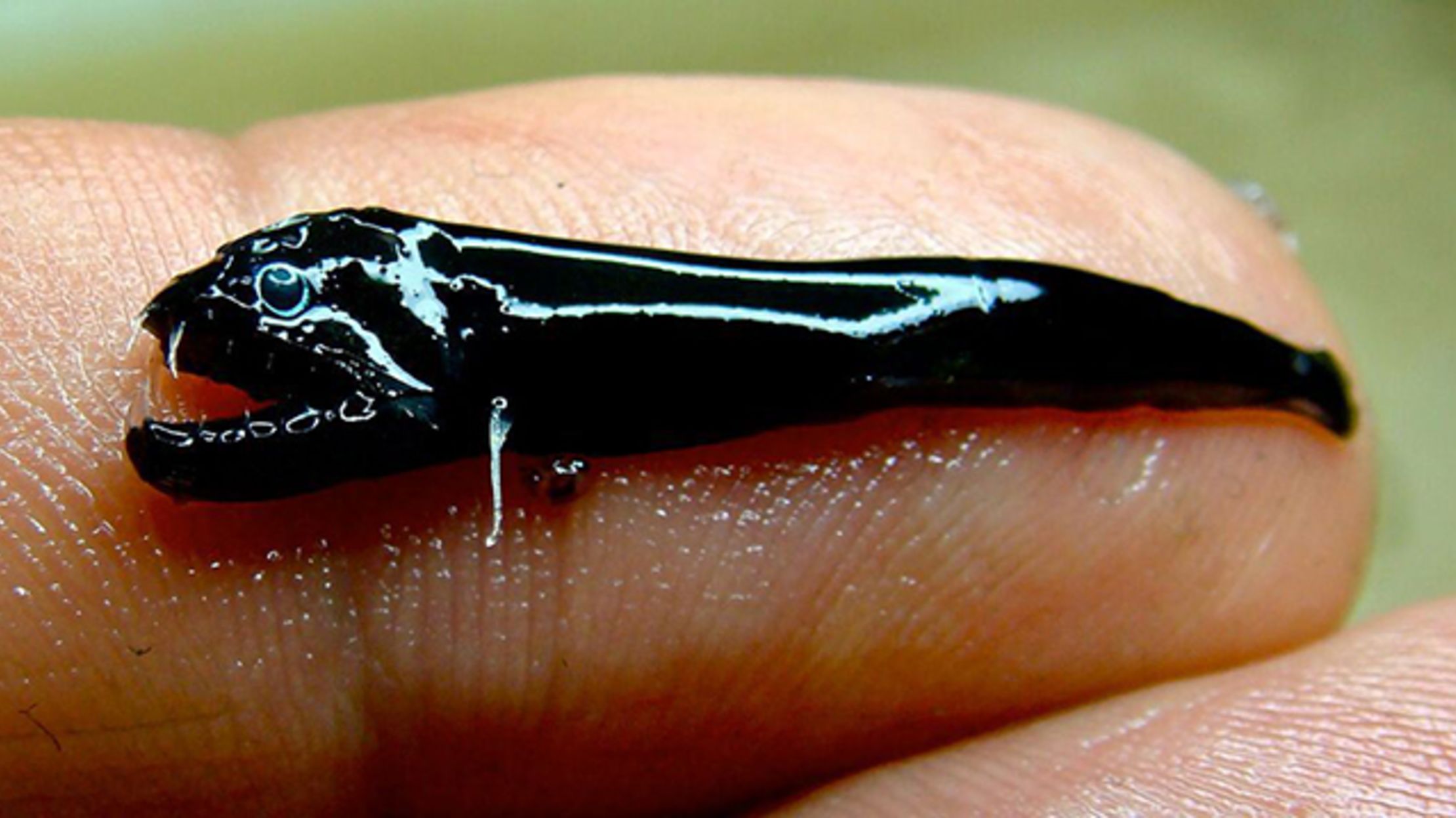 Creepy Little Fanged Fish Discovered in Australia Mental Floss