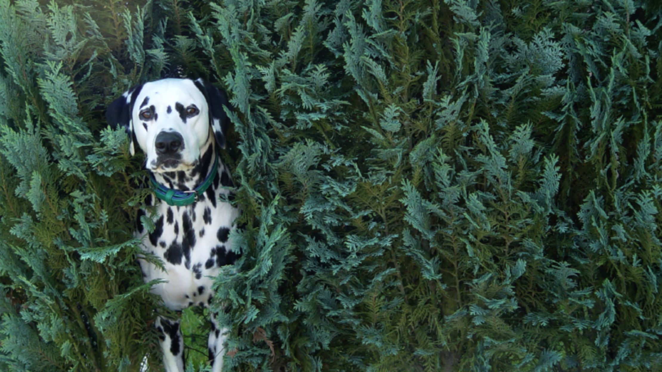 11 Spotted Facts About Dalmatians Mental Floss