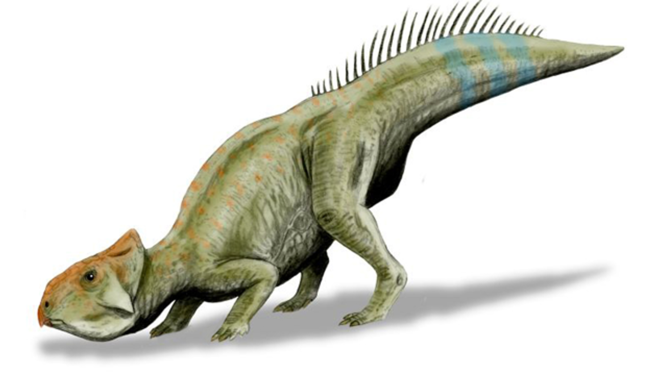 what is the smallest herbivore dinosaur