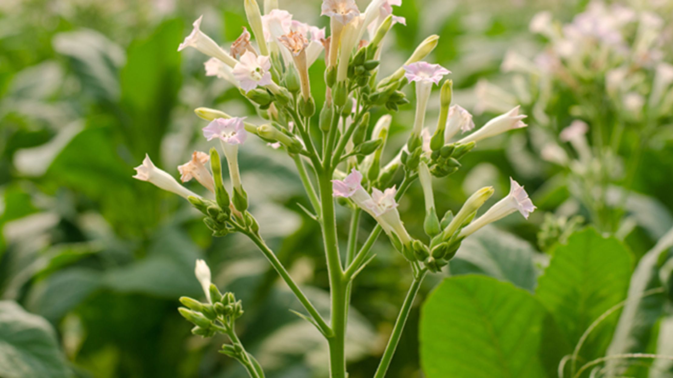 5 Ways Plants Communicate Mental Floss