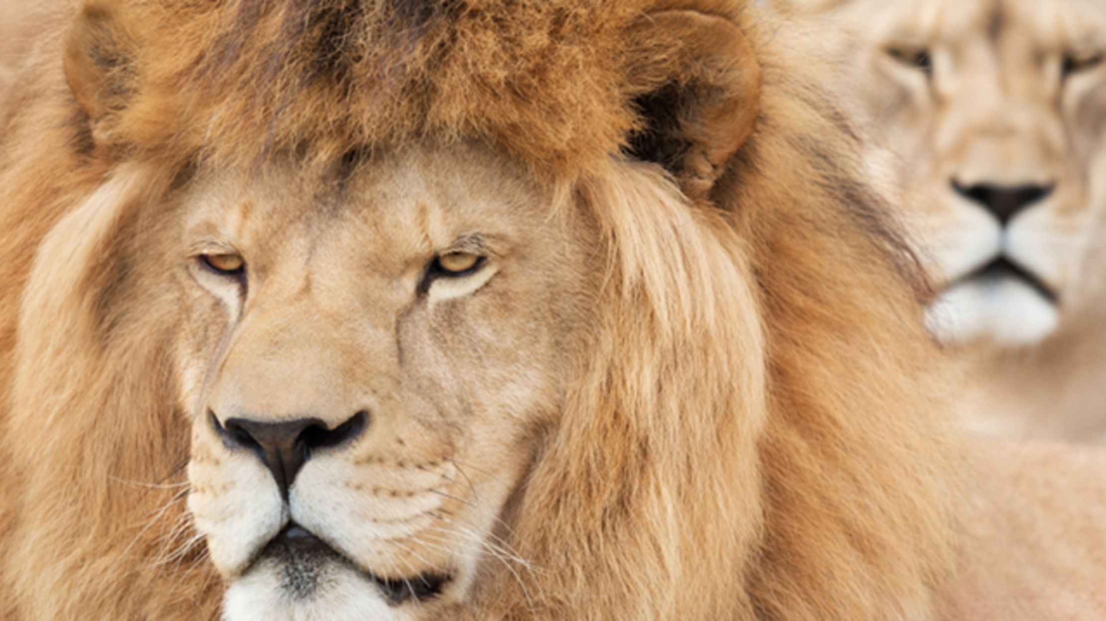 Download Facial Recognition Software Is Helping Lion Conservation ...