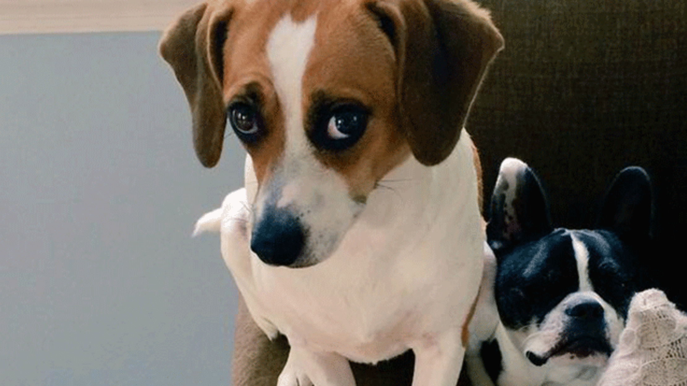 How 13 Dog Breeds Got Their Names Mental Floss