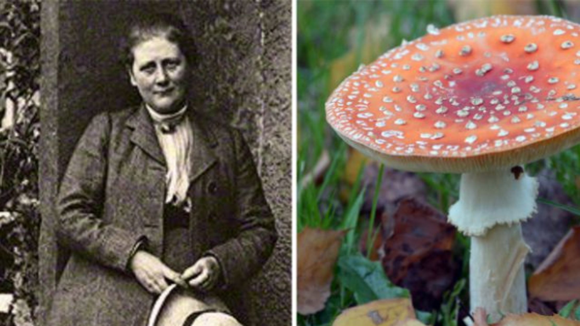 Beatrix Potter, Mushroom Expert | Mental Floss