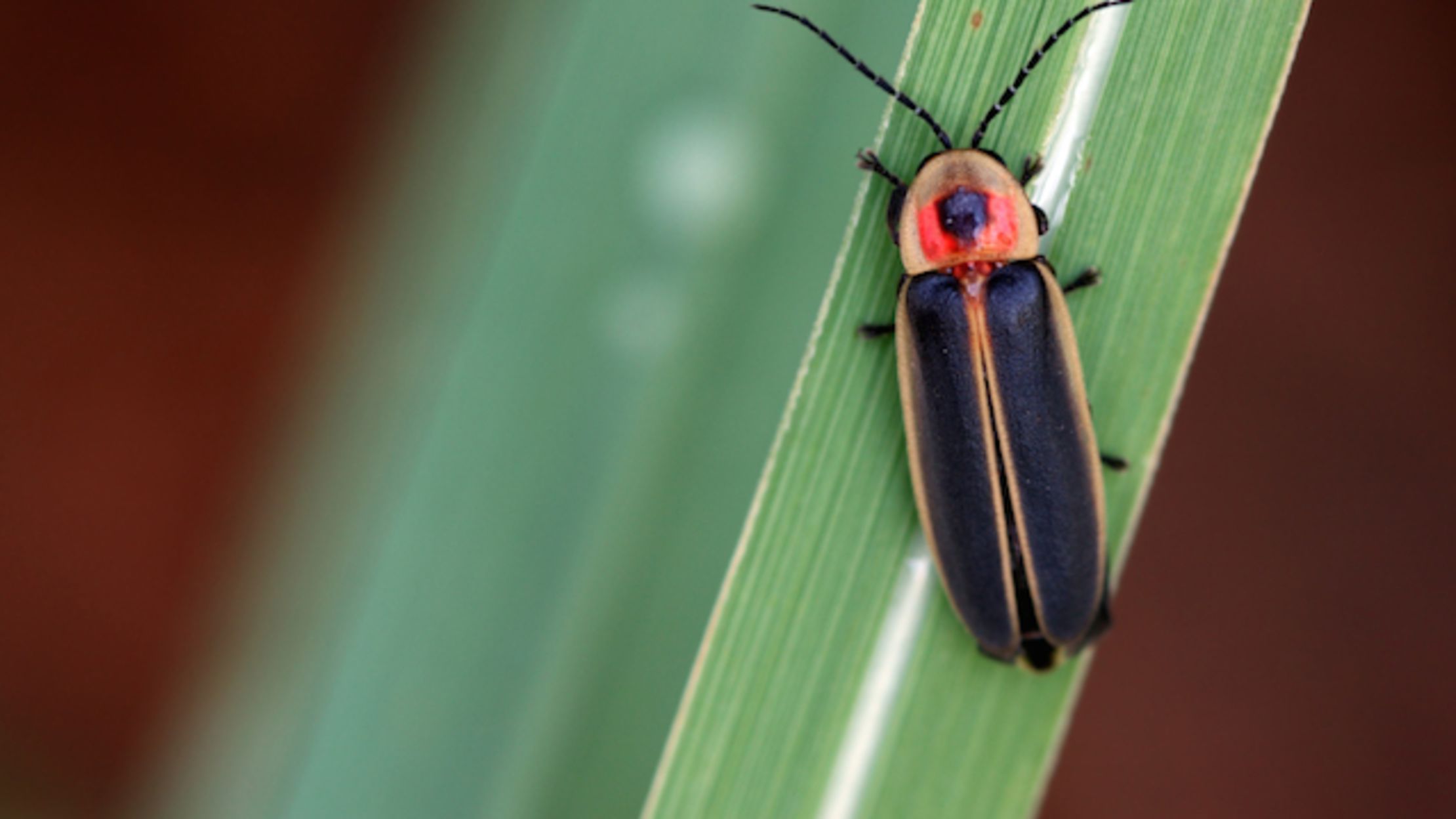 Regional Breakdown Of Firefly Vs Lightning Bug Mental Regional Breakdown Of Firefly Vs Lightning Bug Mental