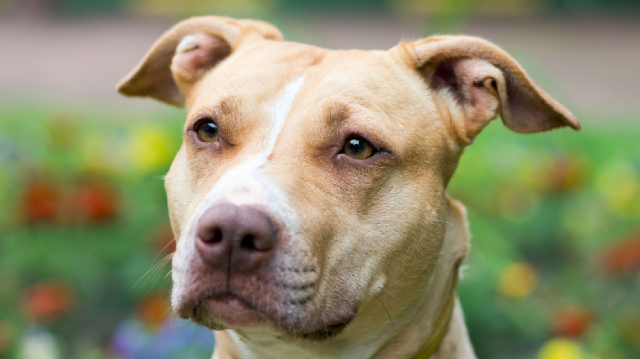 10 Friendly Facts About American Pit Bull Terriers