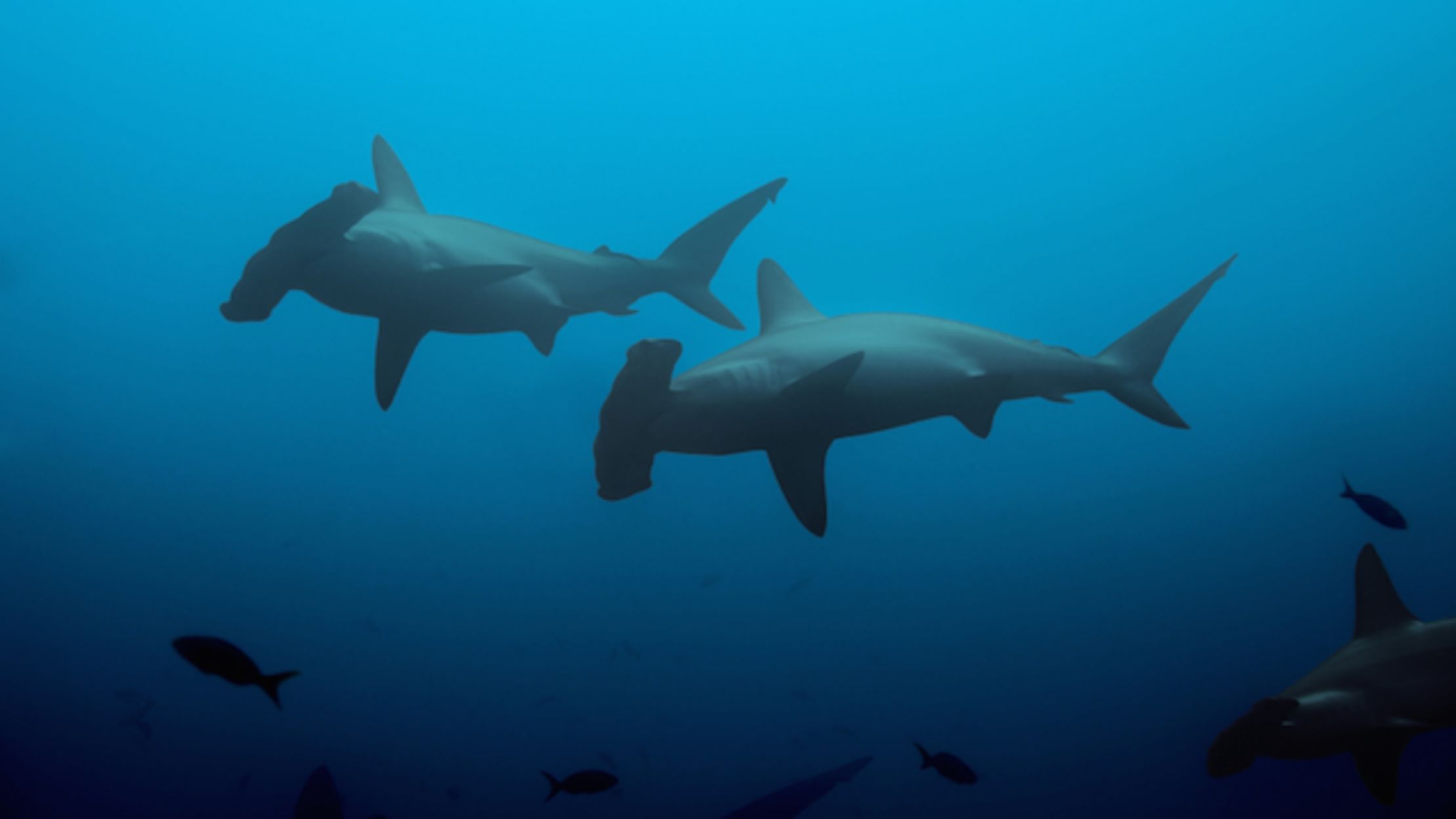 Sharks Discovered Living In an Underwater Volcano | Mental Floss