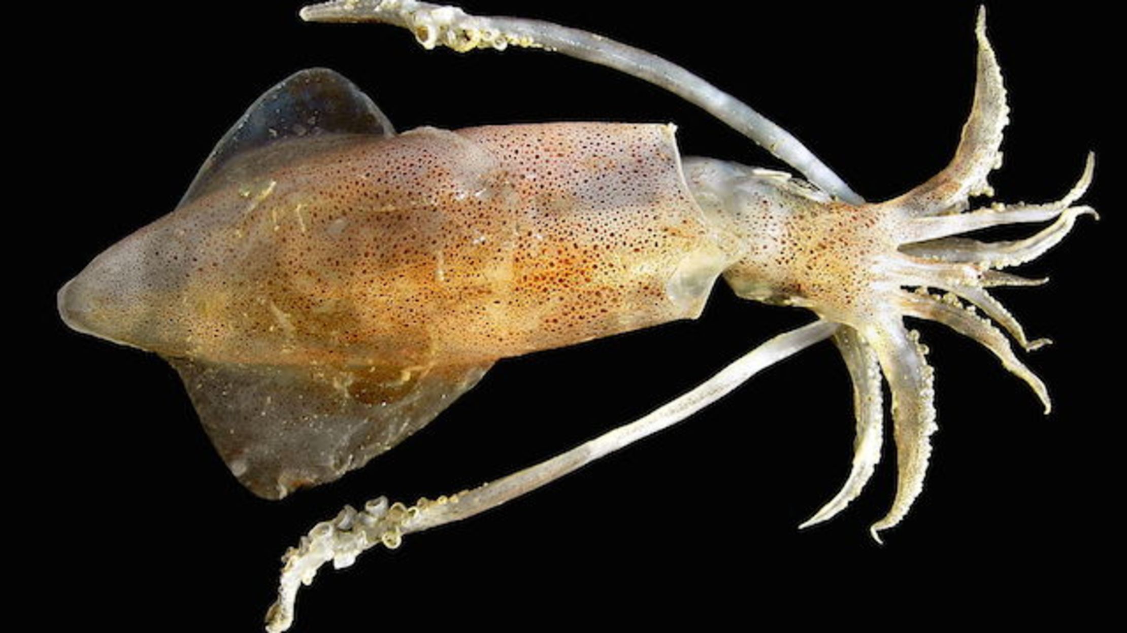 Squid Beaks Could Hold The Key To Better Joint Implants Mental Floss