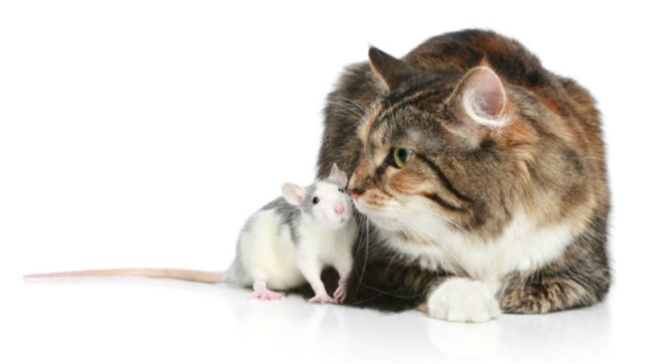 baby-mice-exposed-to-cat-urine-are-less-afraid-of-cats-mental-floss