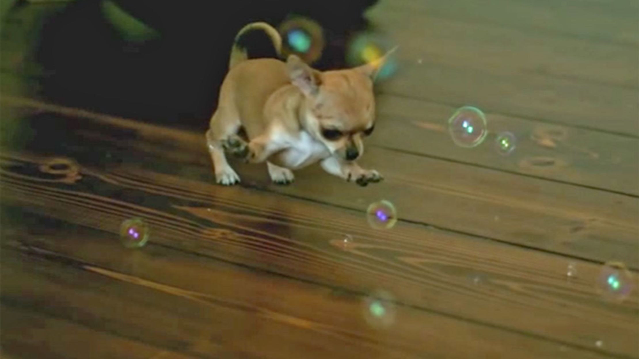 bruce's doggy day care cobham