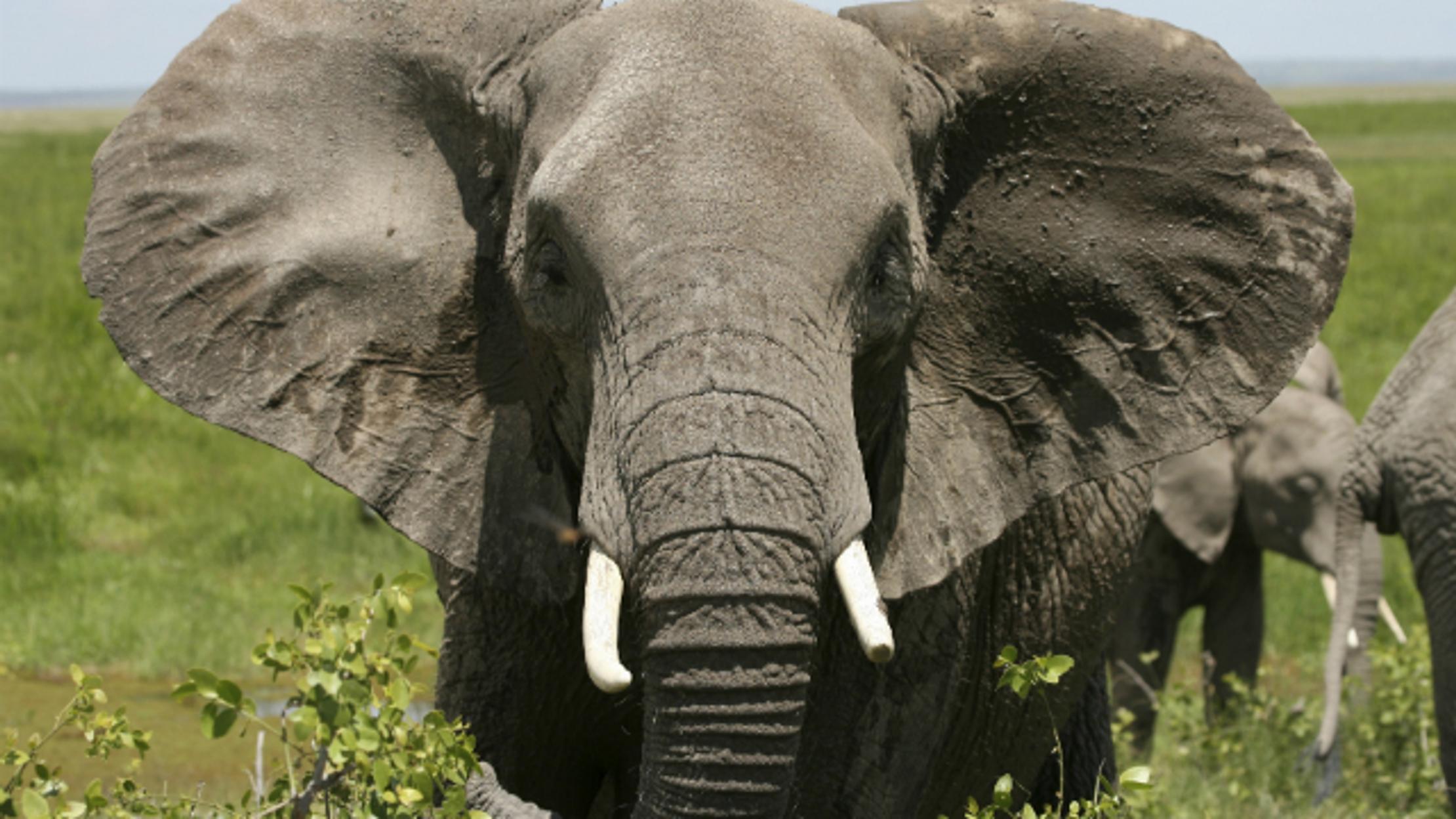 Elephants Observed Yawning for the First Time | Mental Floss