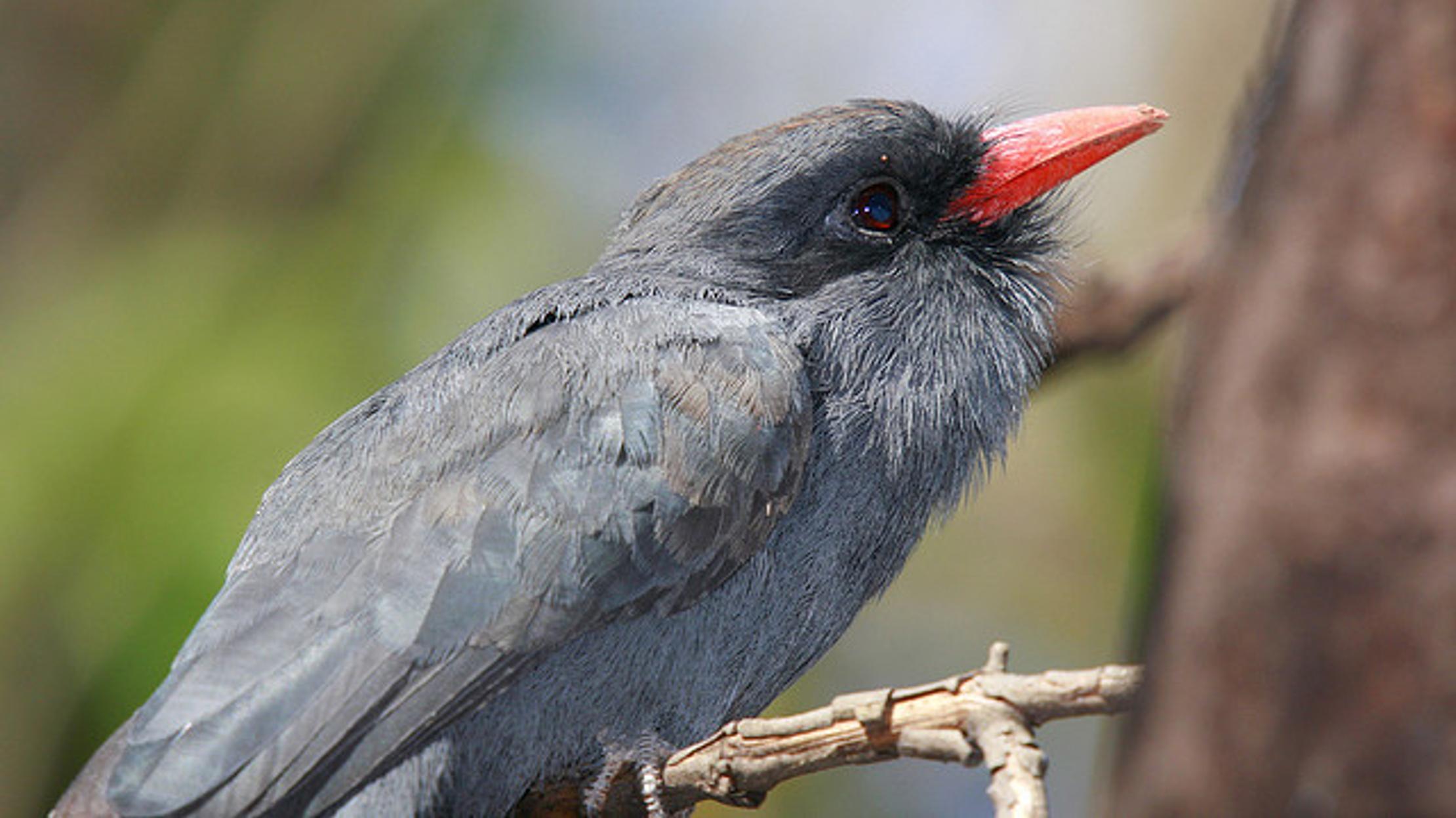 For Birds It Pays To Follow The Monkey Mental Floss
