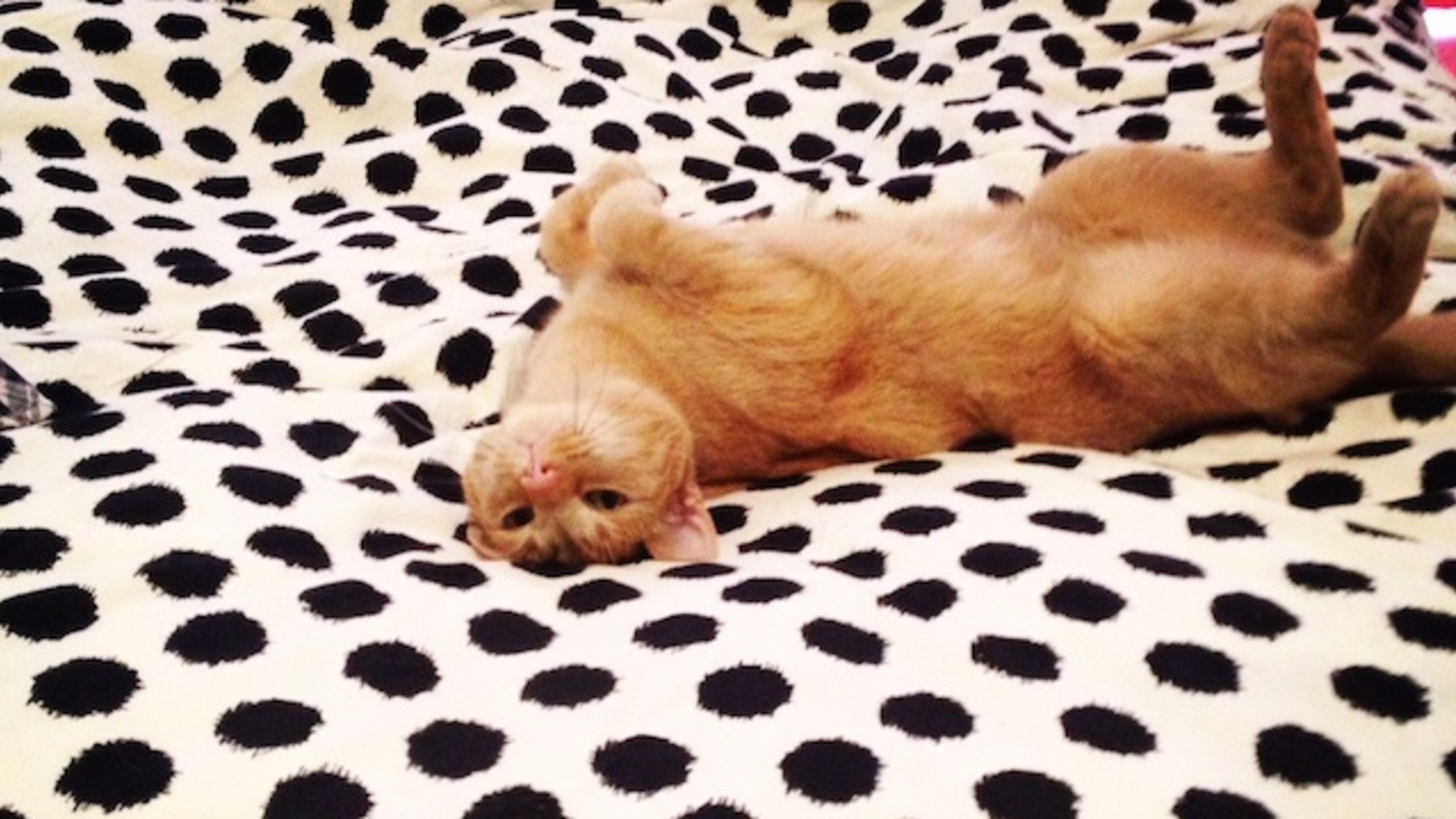 how do cats cool down in the heat