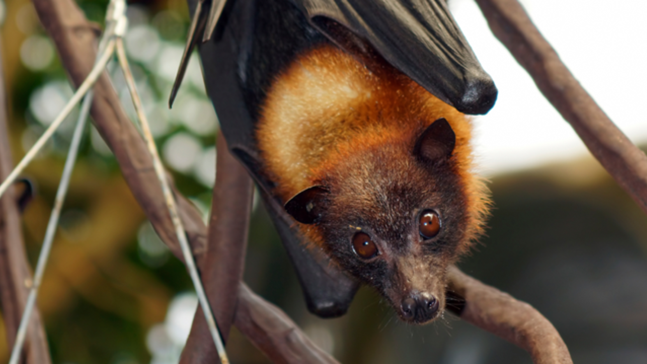 9 Fantastic Facts About Flying Foxes Mental Floss   6jhkj634h 