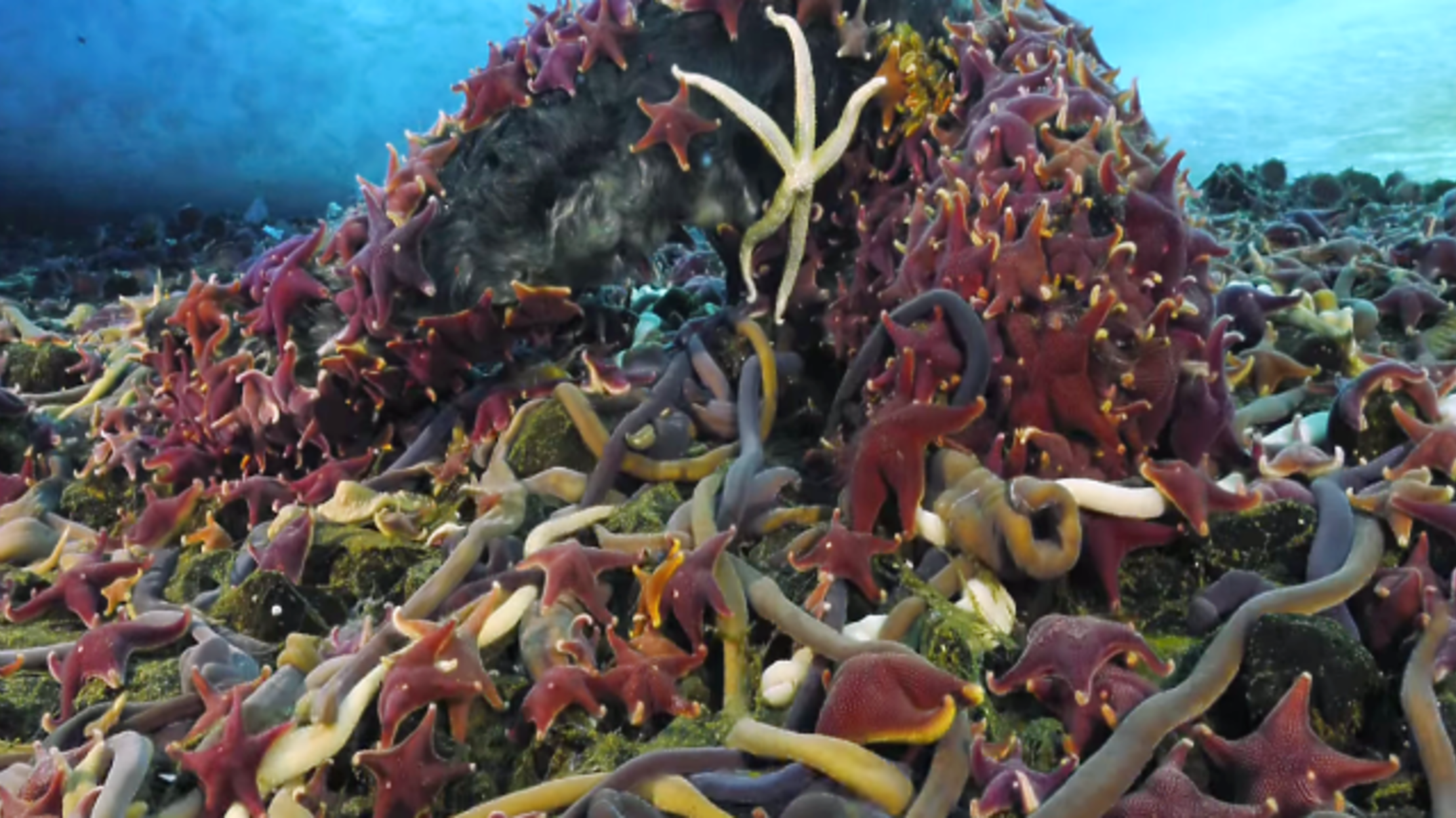 What Did I Just Watch? Sea Star Attacks Explained | Mental Floss