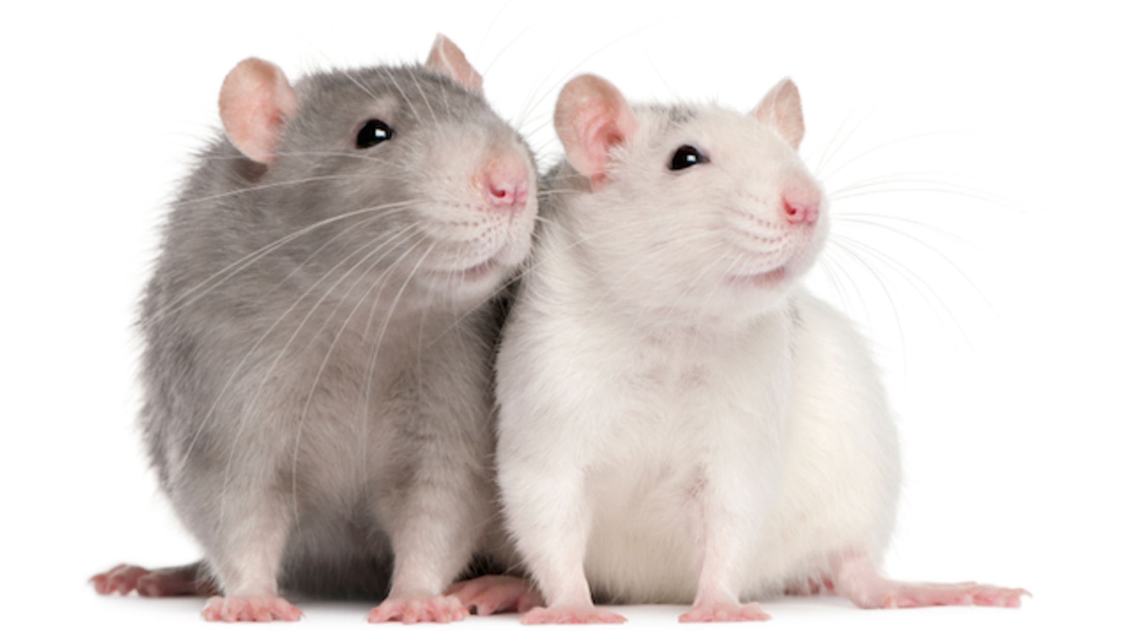 3D Printed Rats Make For Cheaper and More Ethical Dissections Mental
