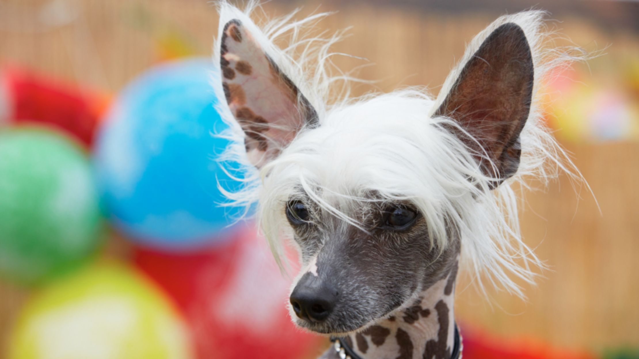 11 Quirky Facts About The Chinese Crested Mental Floss