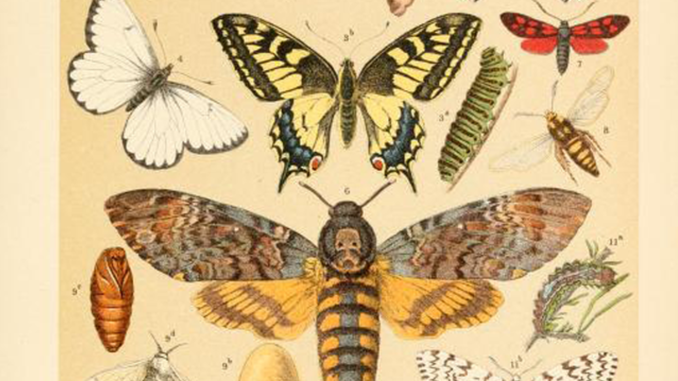 See a Book on the Animal Kingdom From 1895 Mental Floss
