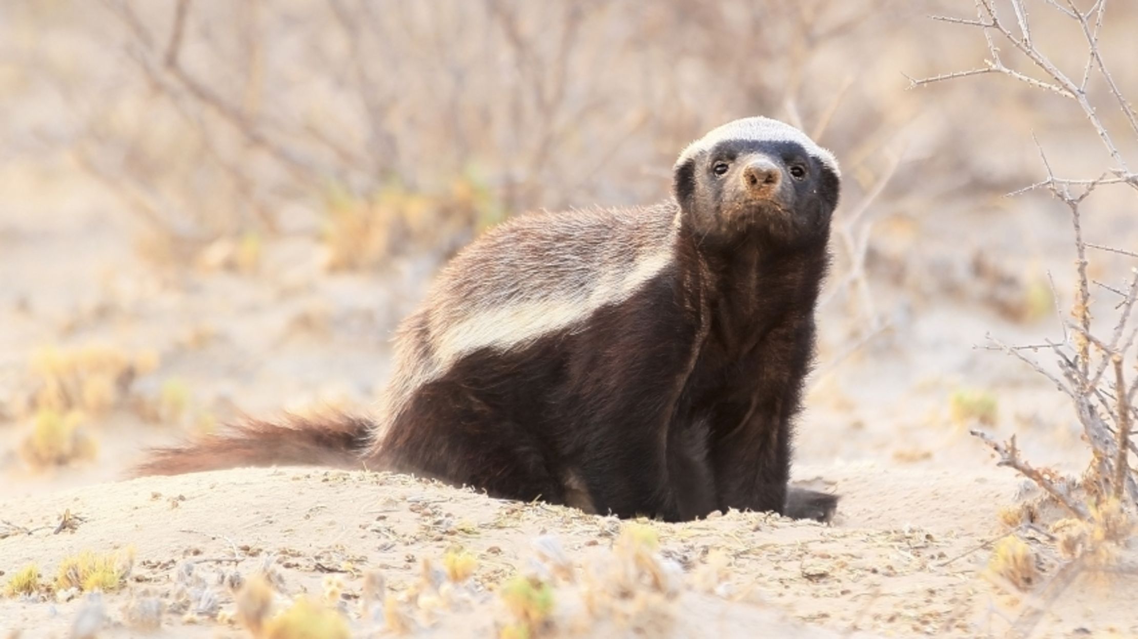 Science Confirms Honey Badger Don T Care Mental Floss