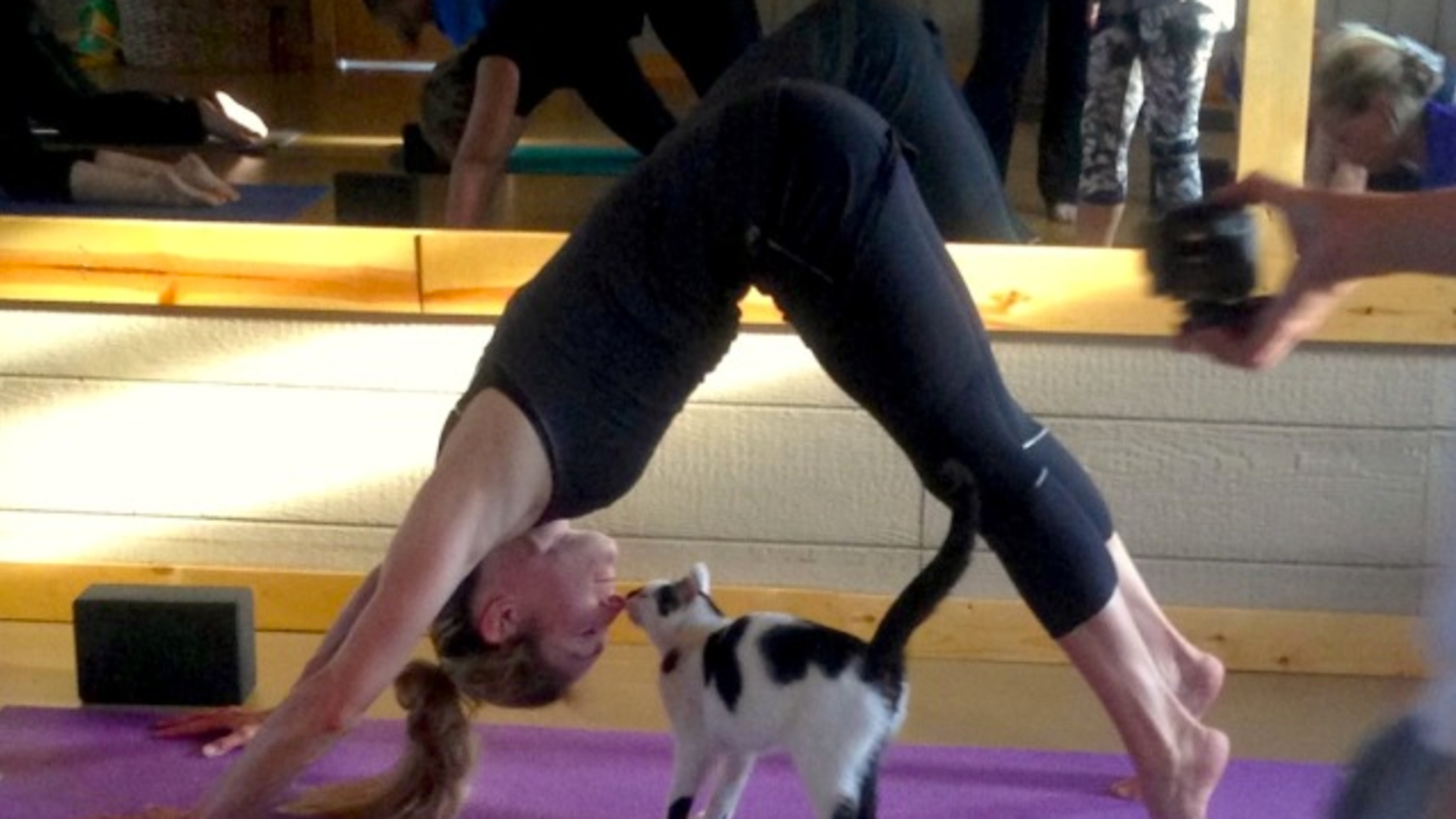 Do Yoga With Shelter Cats (And Maybe Adopt One) Mental Floss