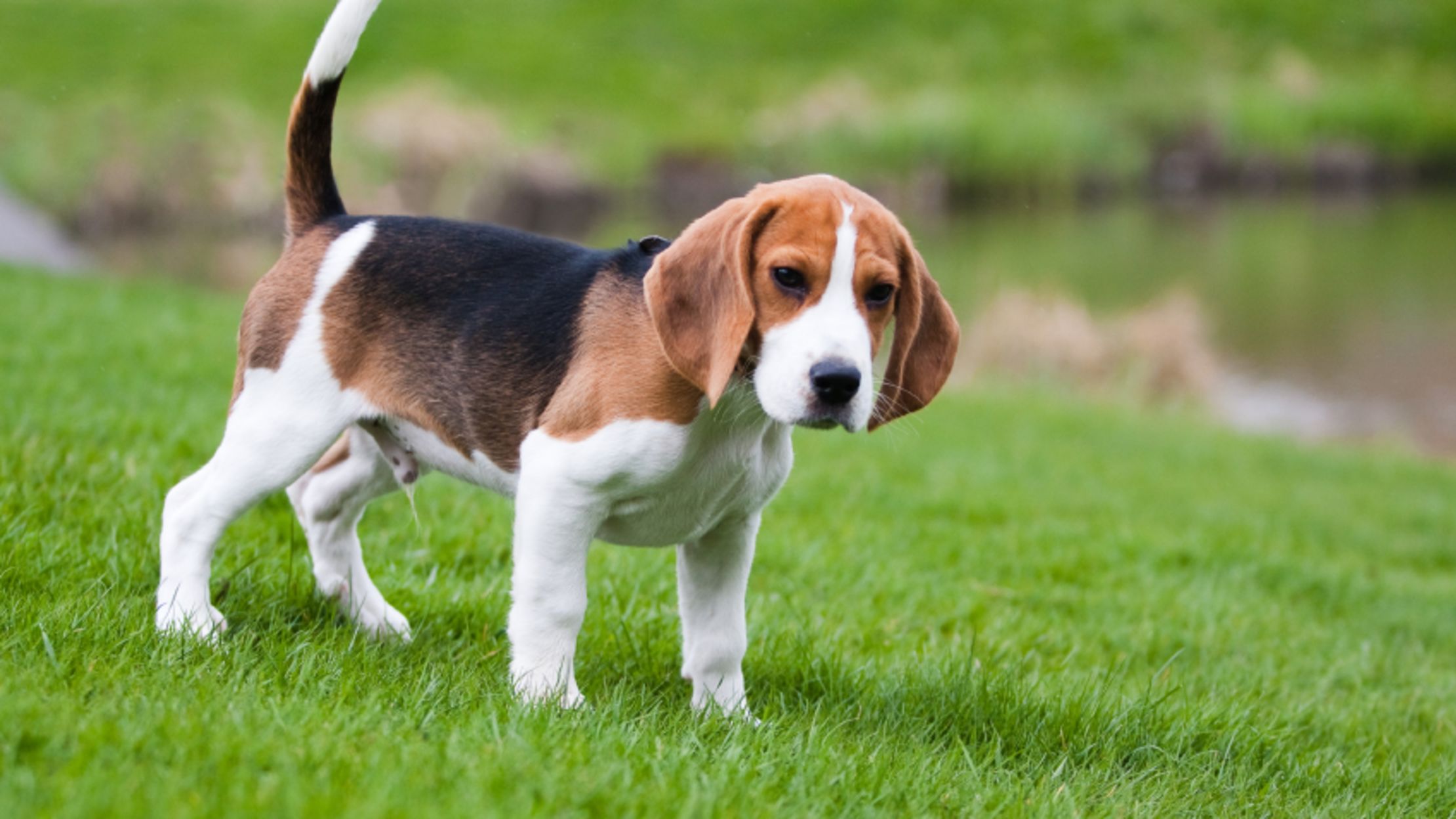 how to stop a beagle from howling