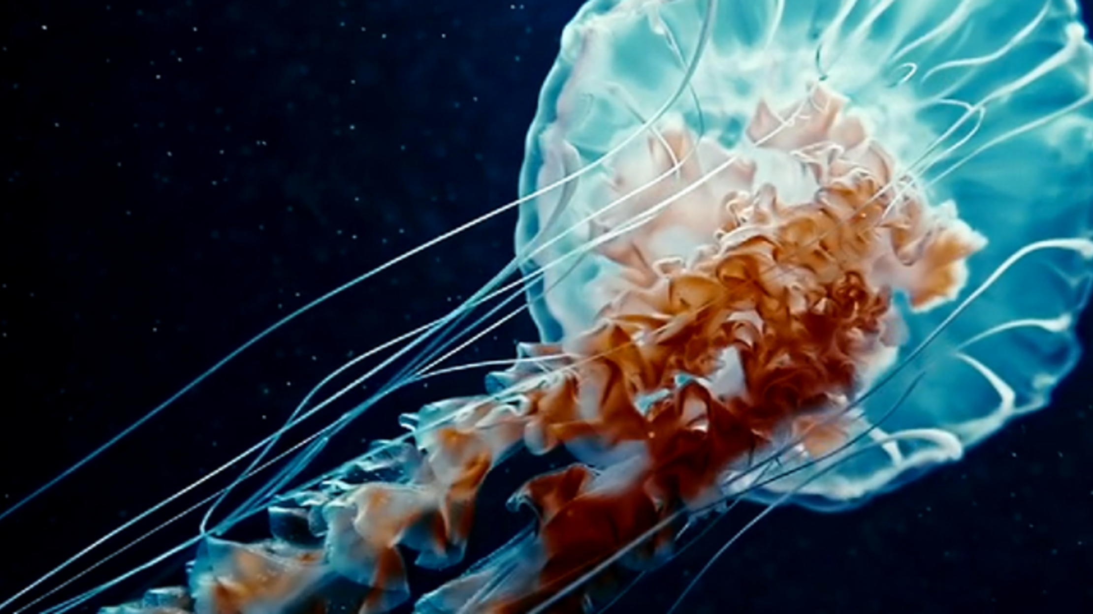 Watch This Peaceful Footage of Jellyfish Floating By Mental Floss