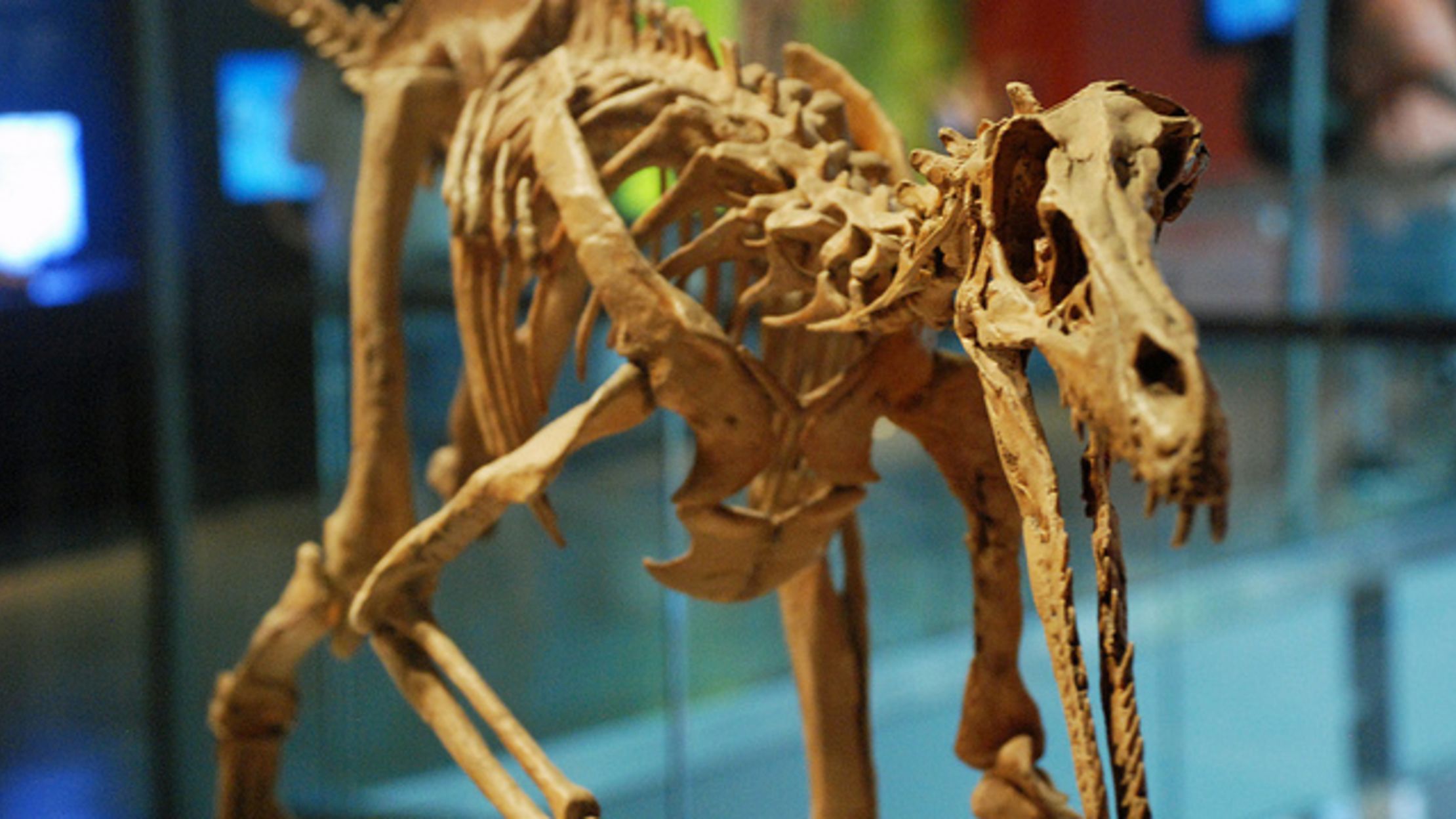 about velociraptor